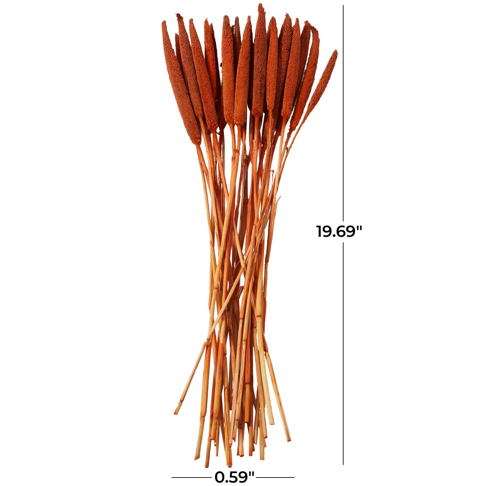 Dried Plant Bunny Tail Natural Foliage with Long Stems