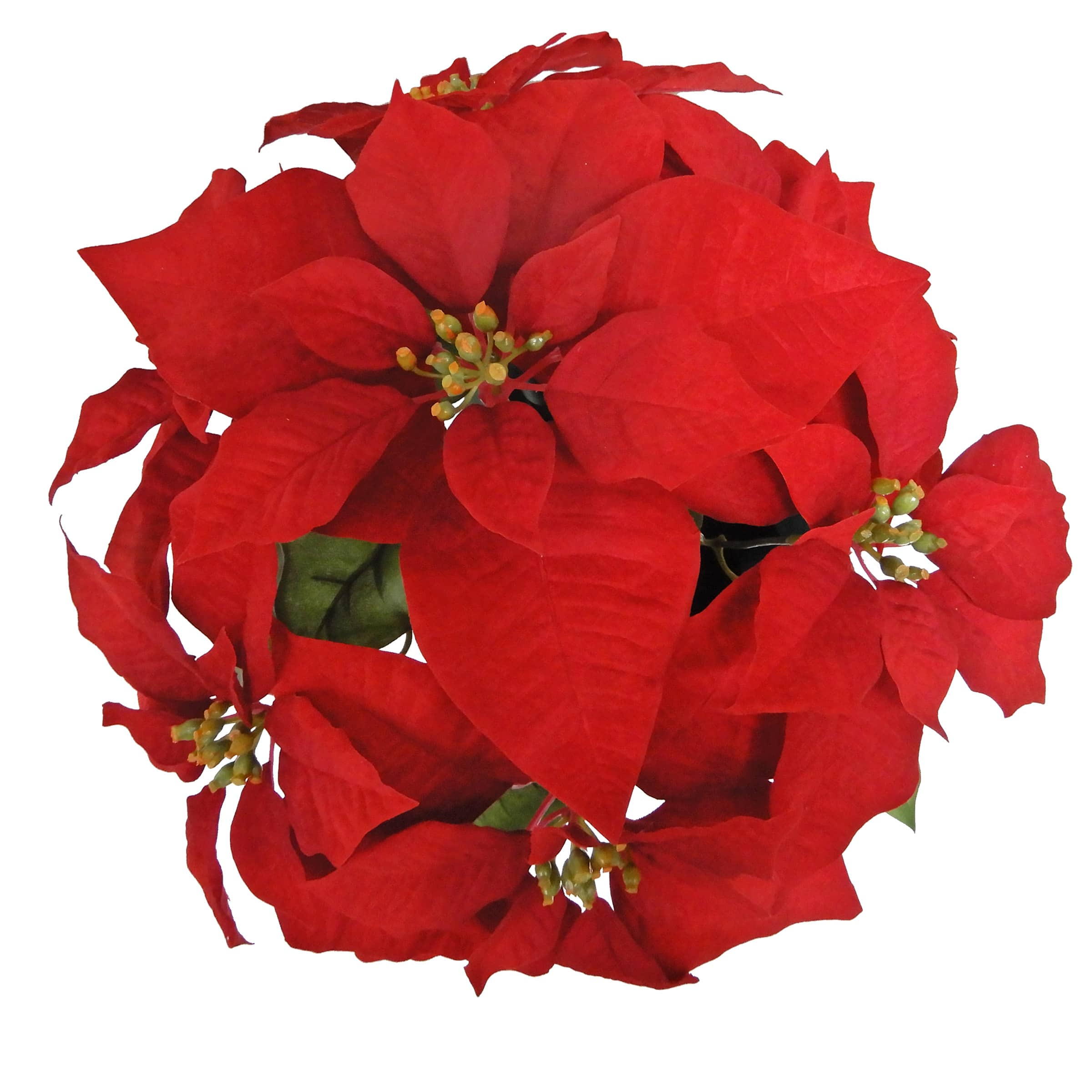 Potted Red Velvet Poinsettia Bush by Ashland&#xAE;