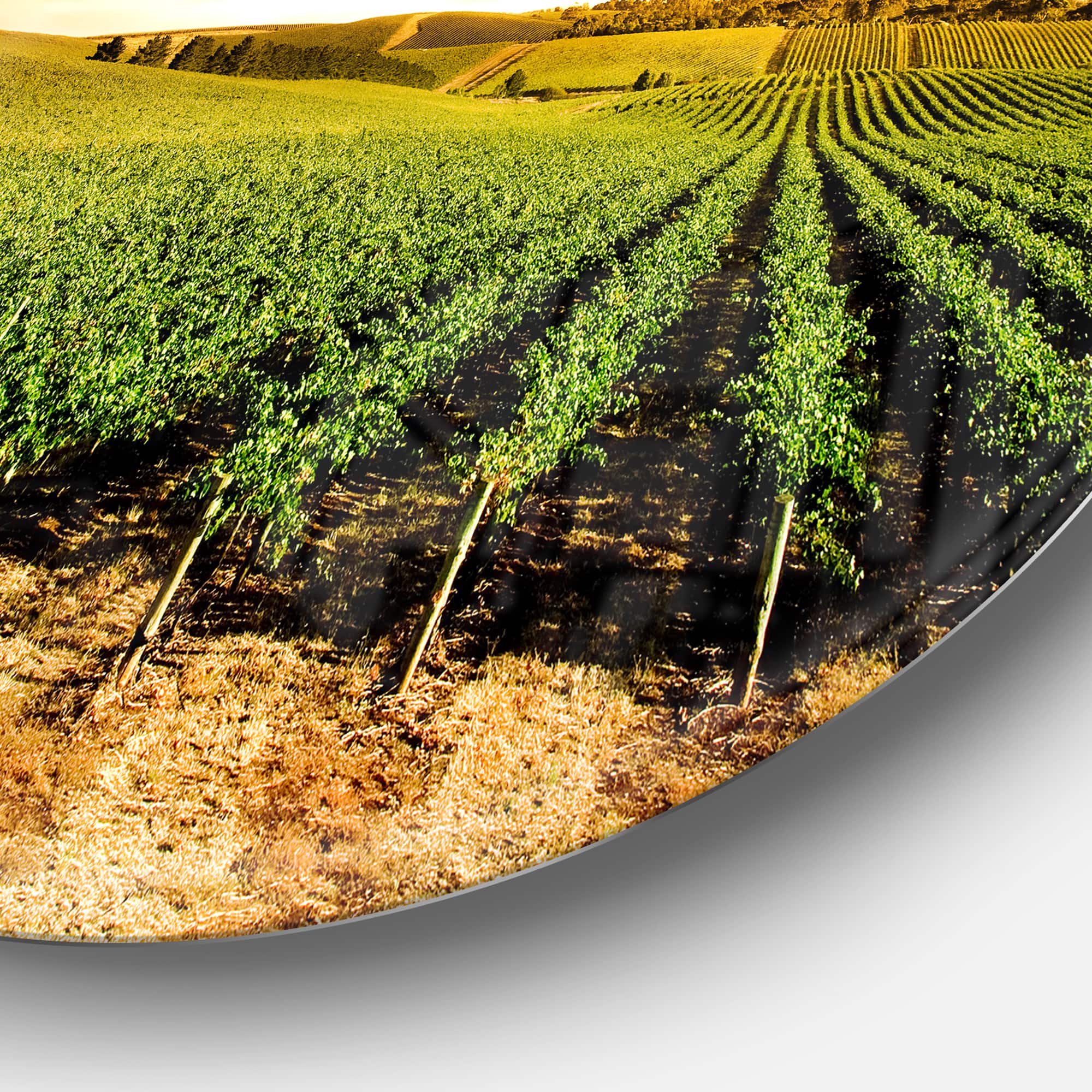 Designart - Sunset Vineyard Panorama' Extra Large Wall Art Landscape