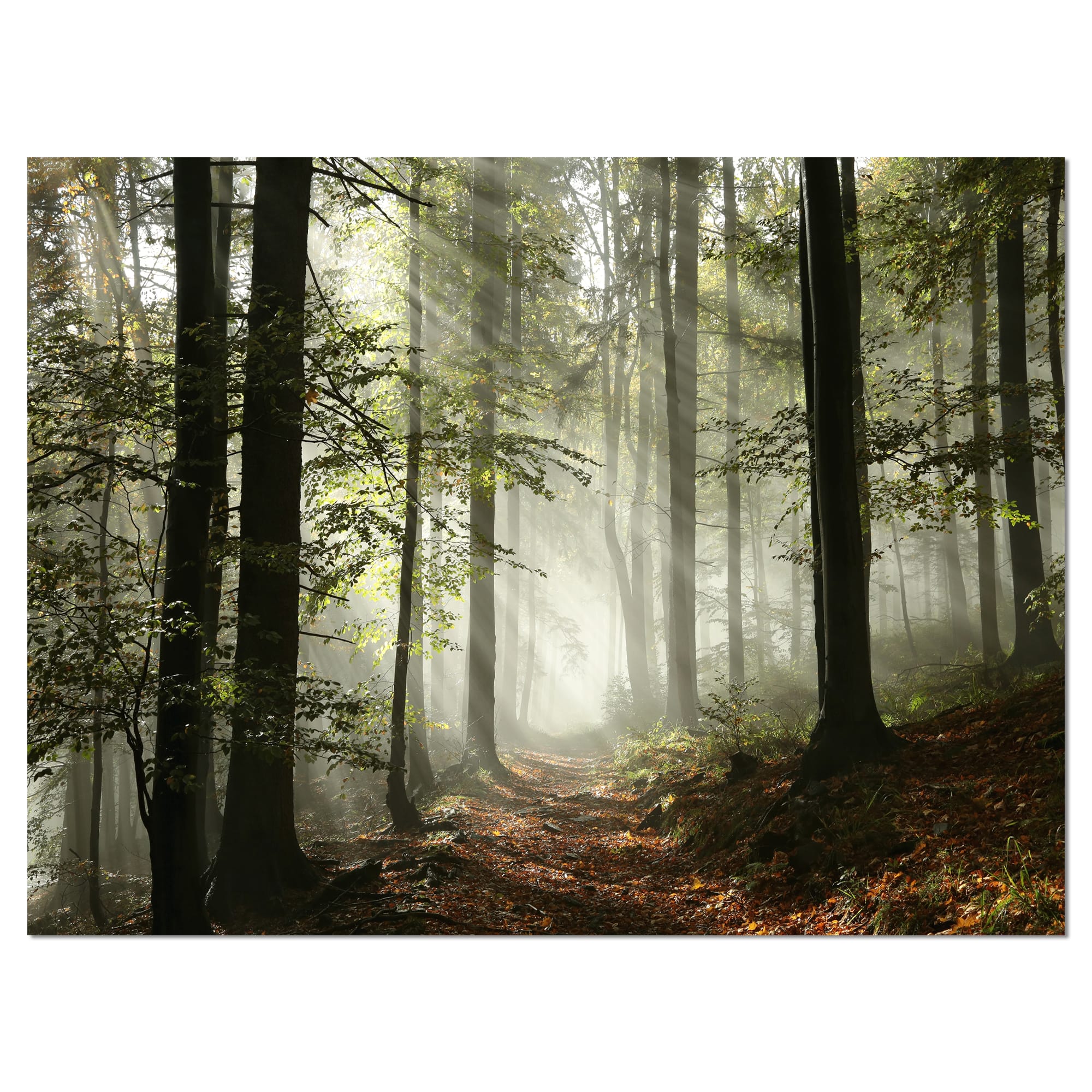 Designart - Light in Dense Fall Forest with Fog - Landscape Art Print Canvas