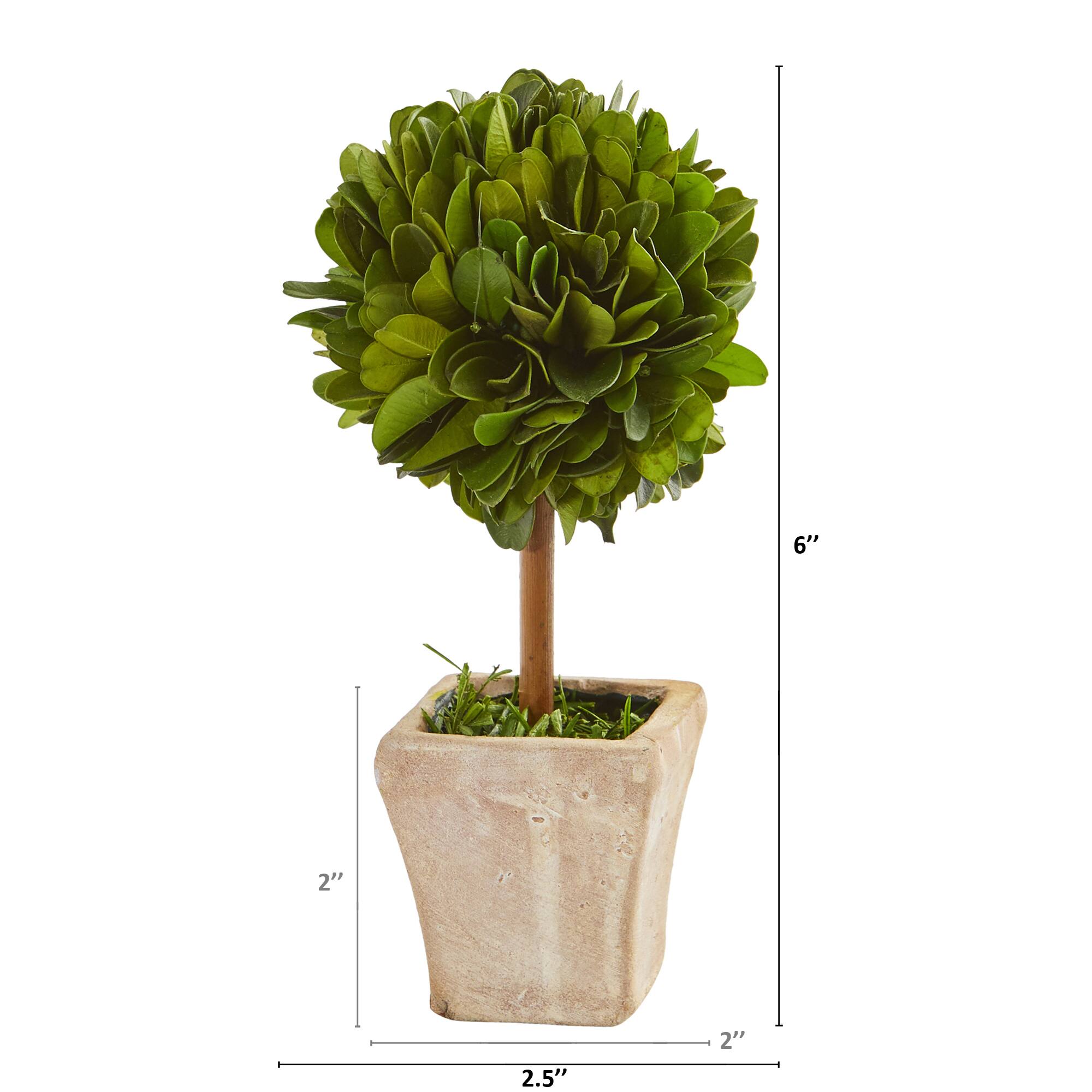 6" Boxwood Topiary Preserved Plant in Ceramic Planter, 4ct.