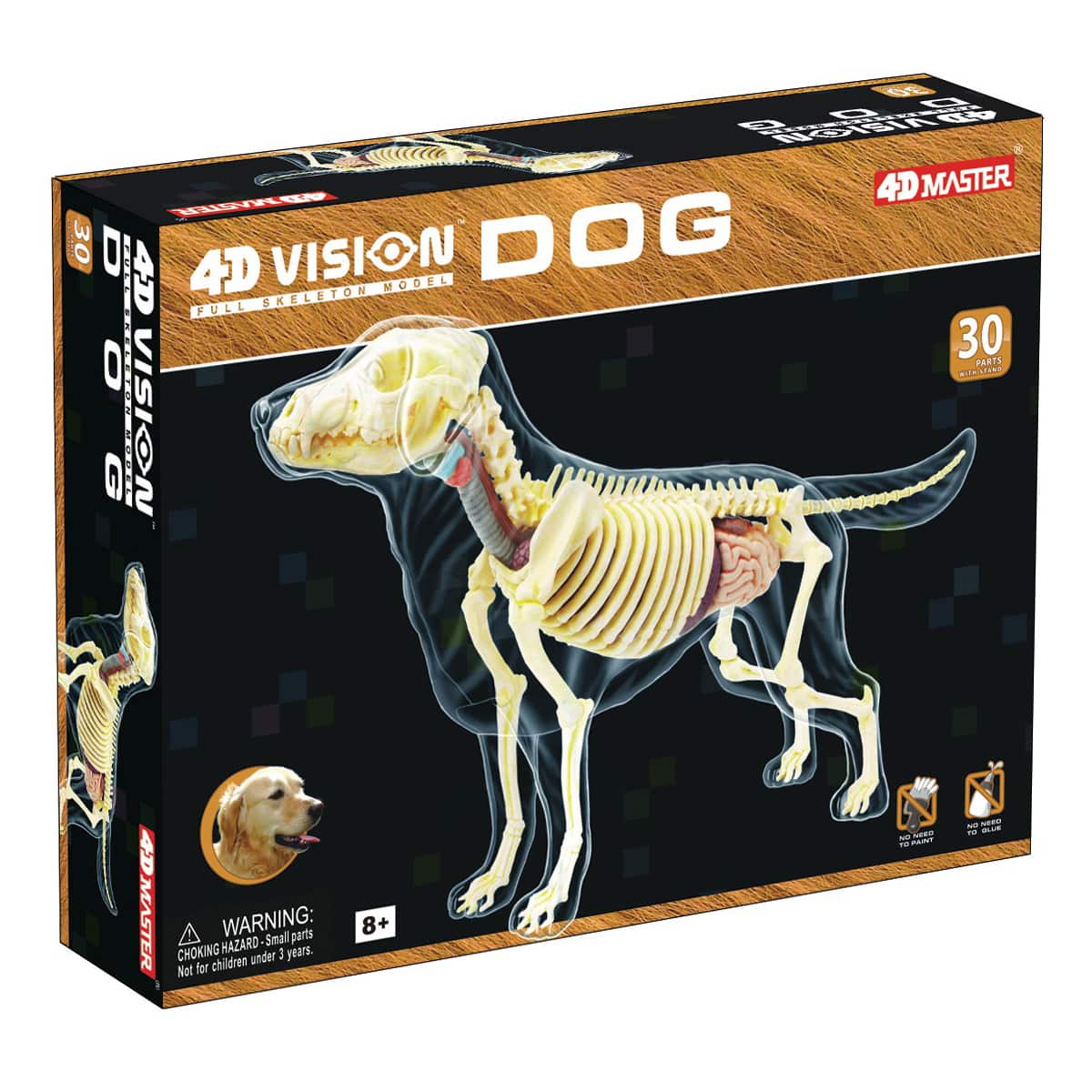 4D Vision&#x2122; Dog Full Skeleton Model
