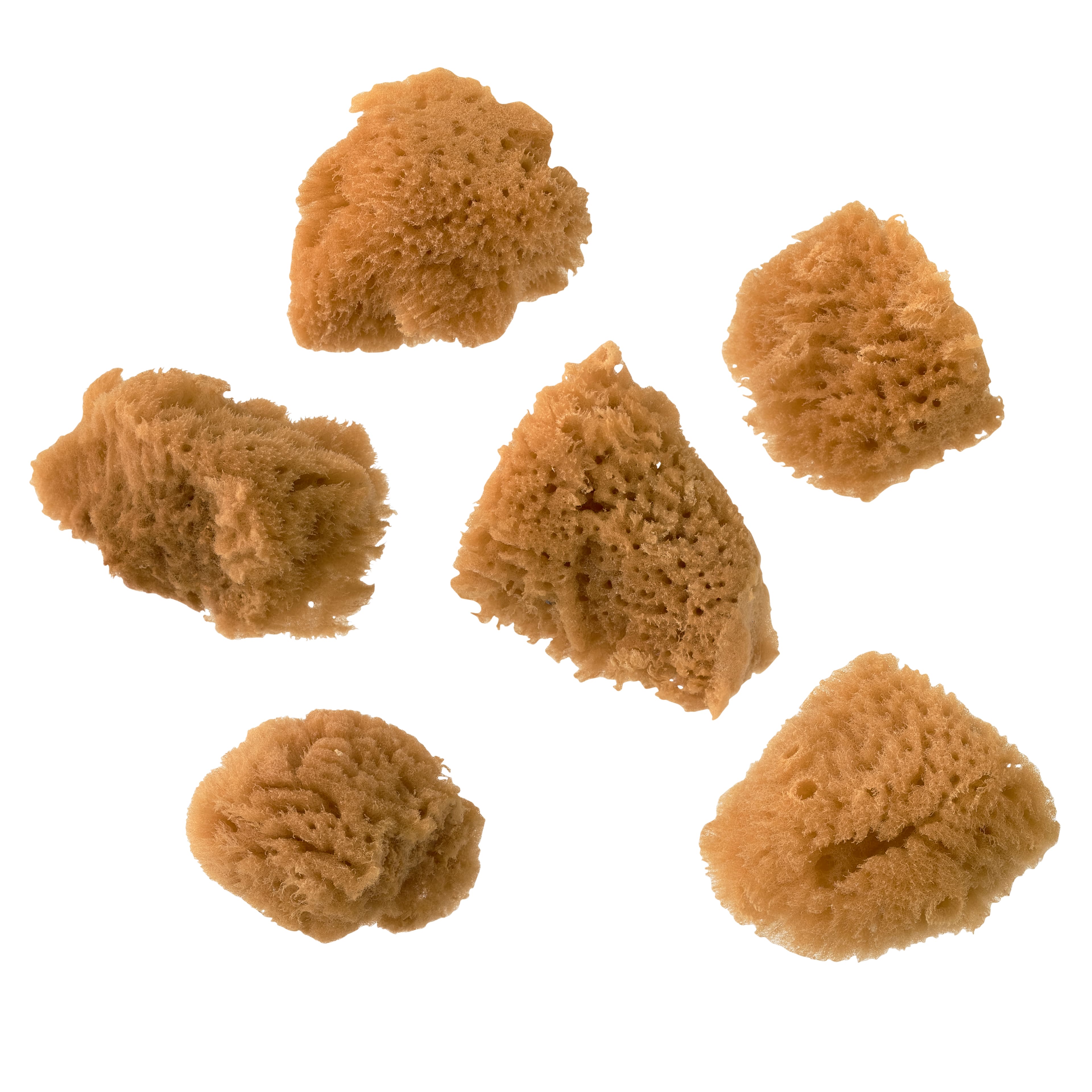 Royal & Langnickel Crafter's Choice 5pc. Sea Sponge Pack