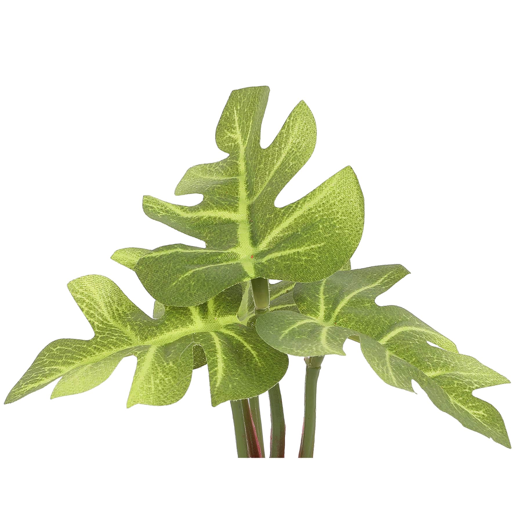 4&#x22; Potted Monstera Plant by Ashland&#xAE;