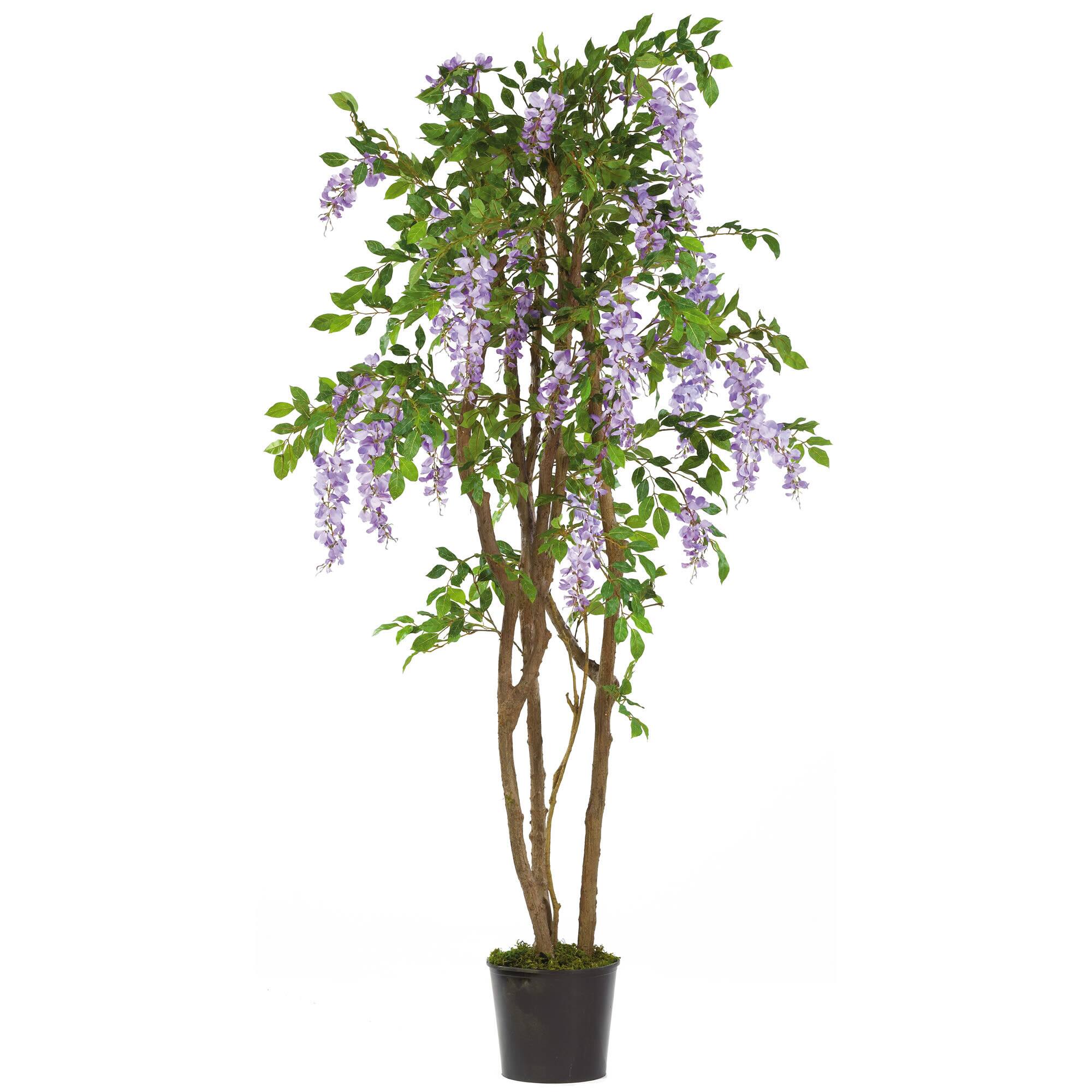5ft. Potted Wisteria Tree