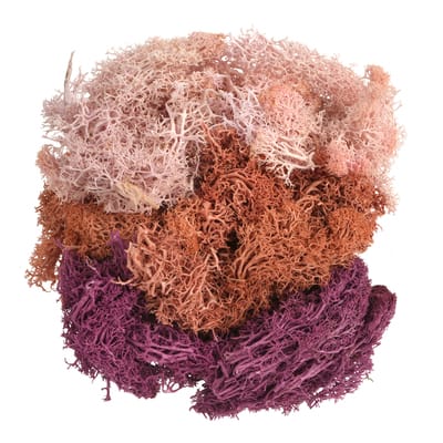 Mixed Reindeer Moss by Ashland® image