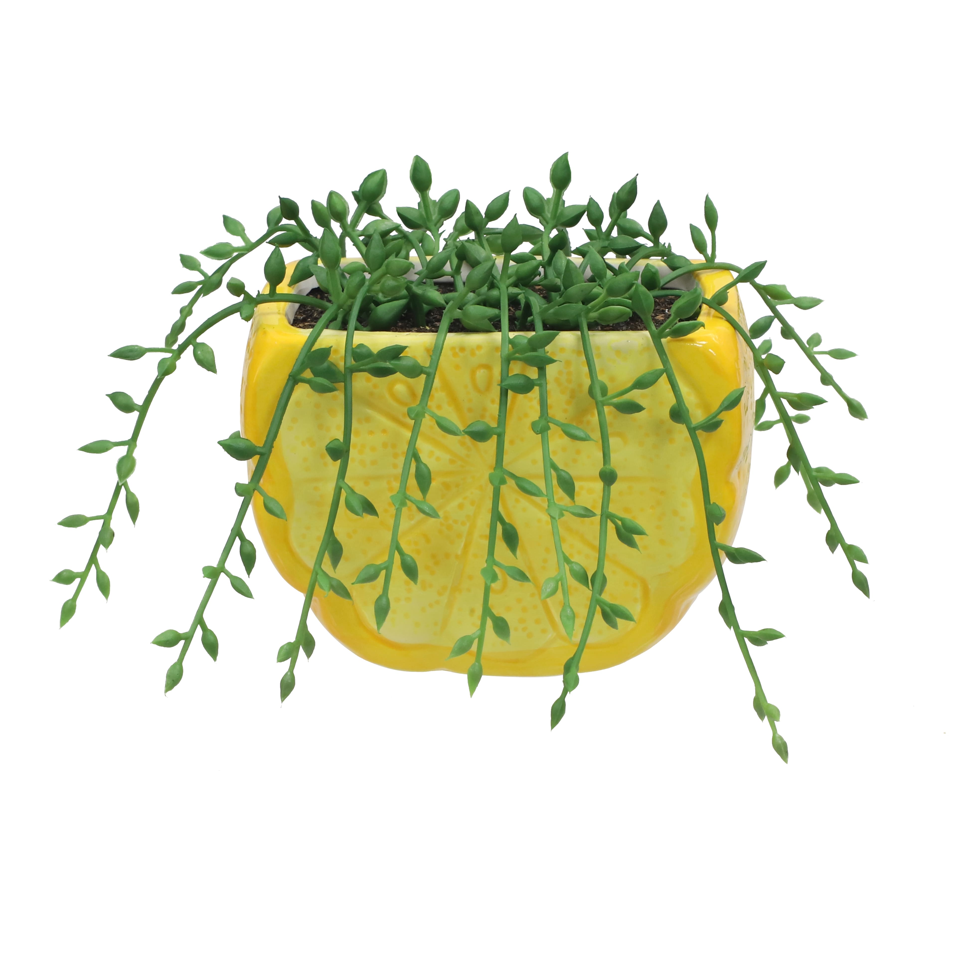 6&#x22; String of Pearls in Lemon Container by Ashland&#xAE;
