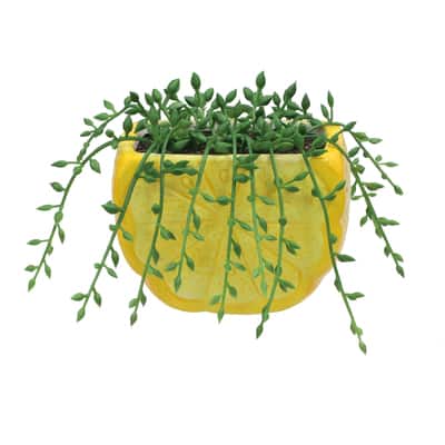 6" String of Pearls in Lemon Container by Ashland®