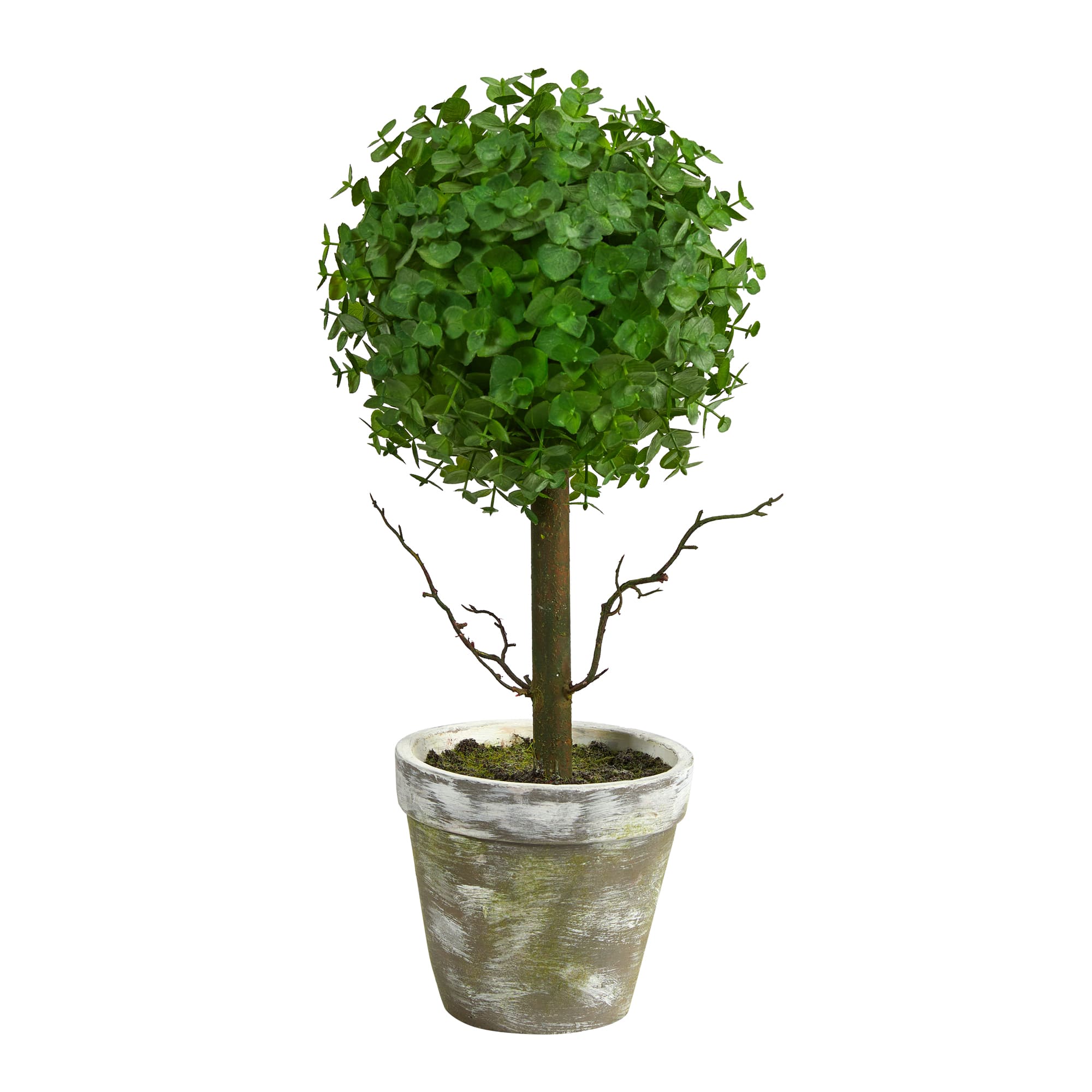 20" Potted Eucalyptus Single Ball Topiary Tree