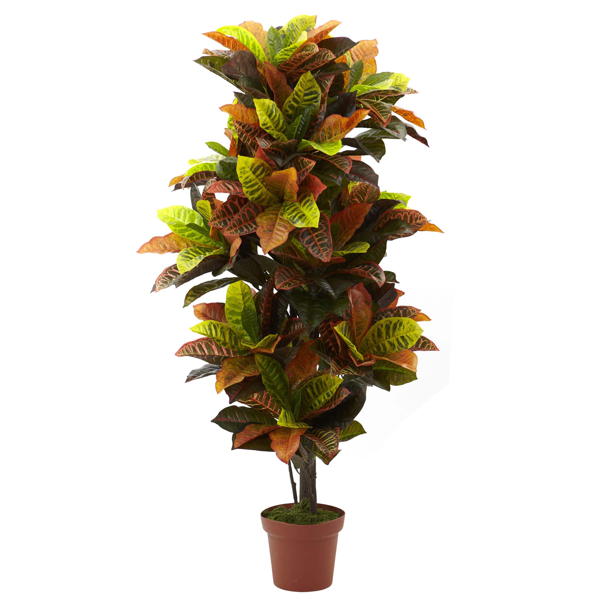 4.5ft. Potted Croton Plant
