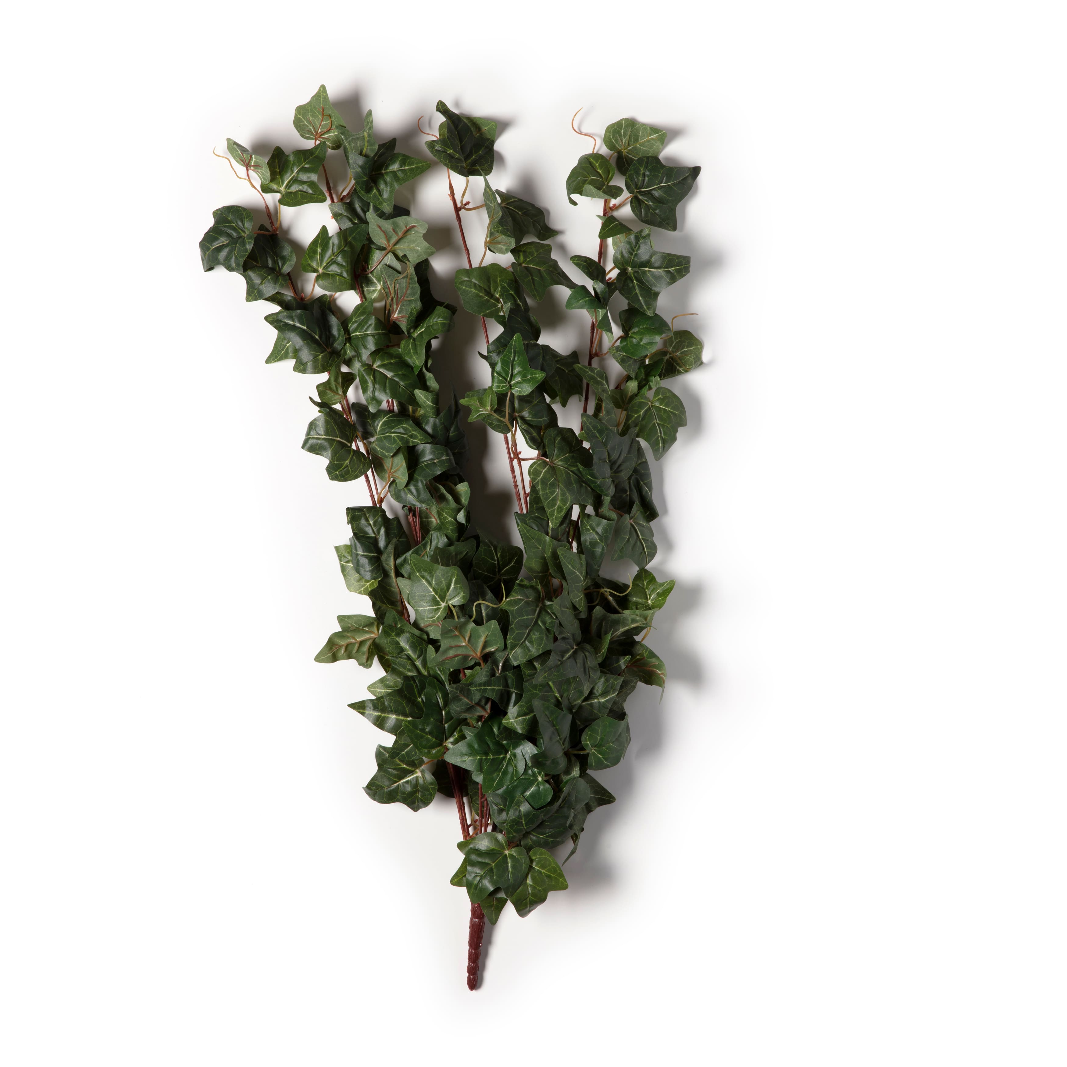 German Ivy Bush Ivy Collection by Ashland&#xAE;