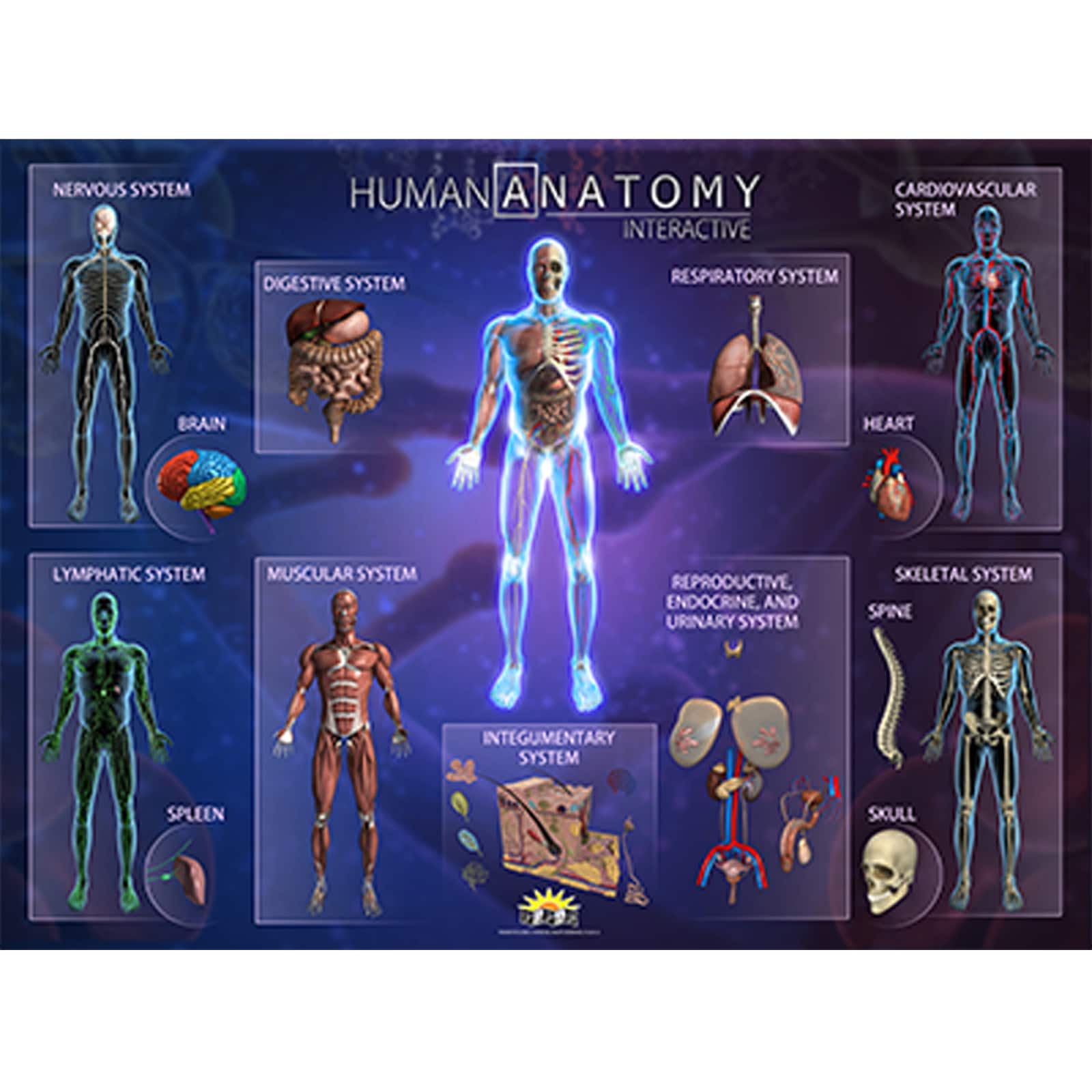 POPAR Human Anatomy Smart Mats Set