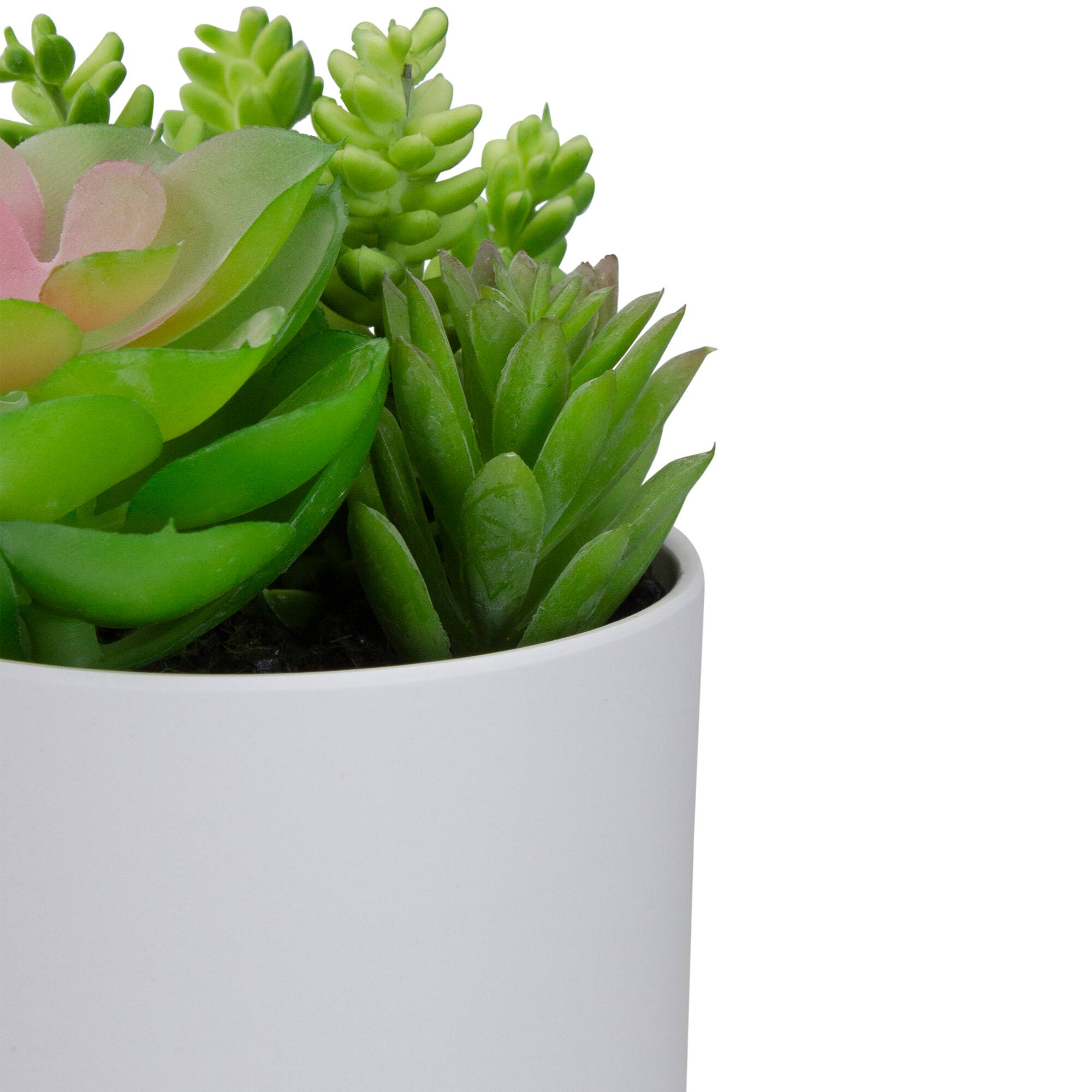 5.5&#x22; Mixed Succulent Arrangement in White Pot