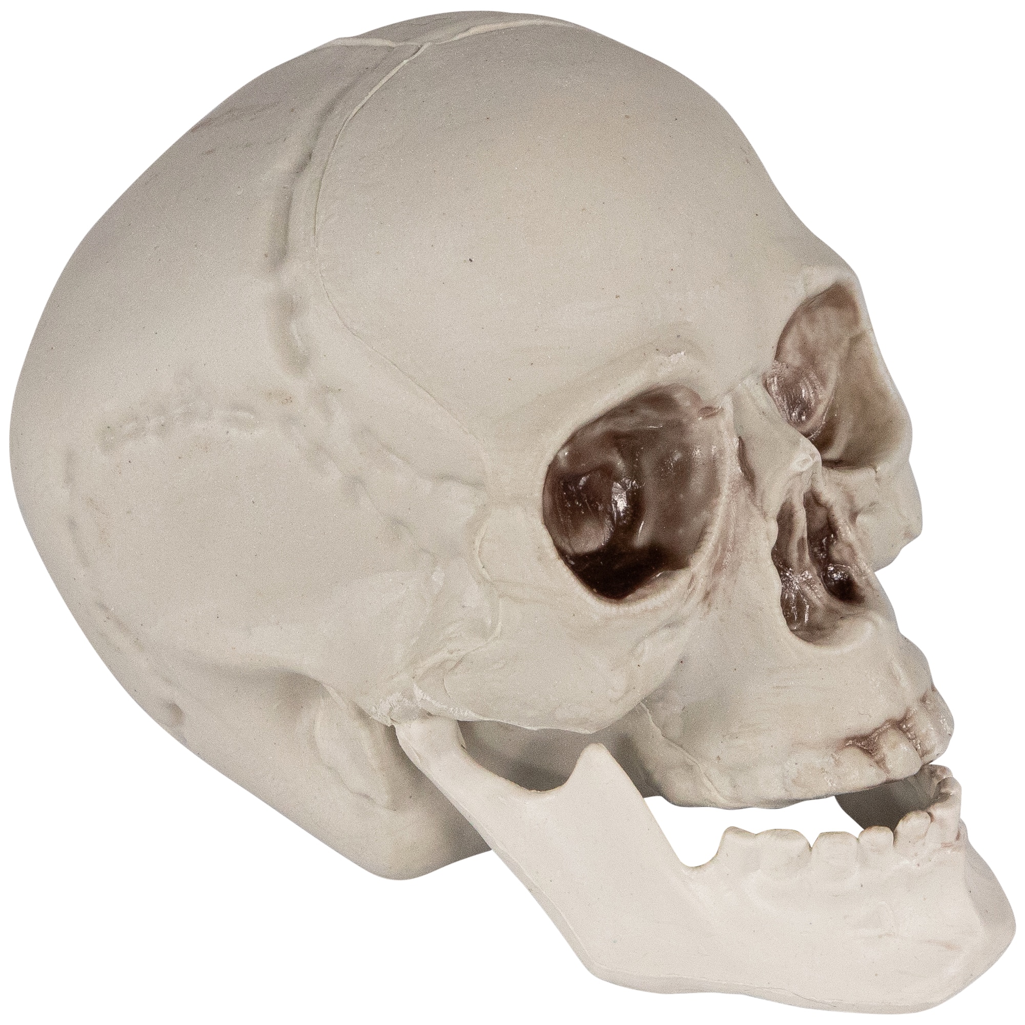 4.75&#x22; Skull Halloween Decorations, 6ct.