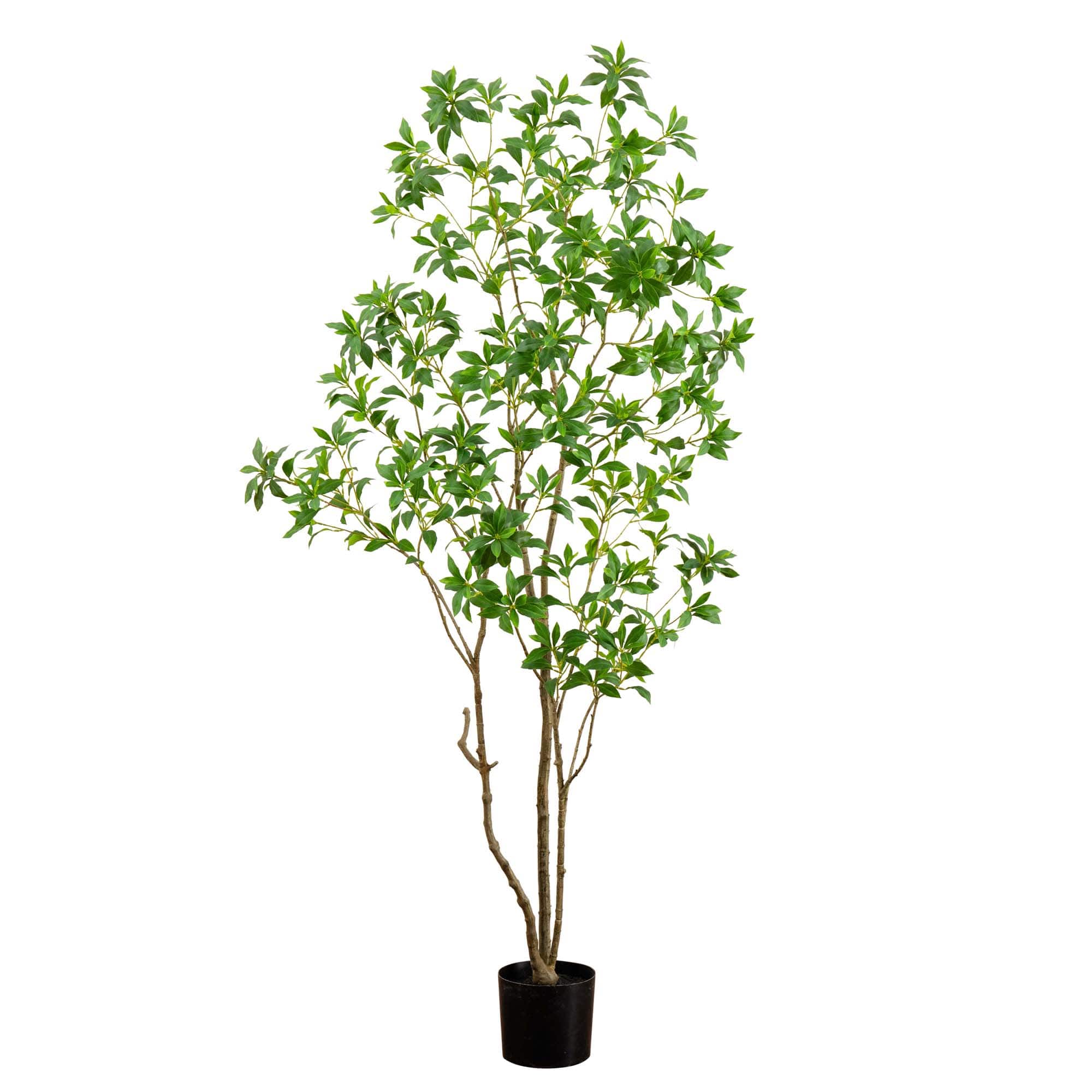 7ft. Potted Minimalist Japanese Pieris Tree with Real Touch Leaves