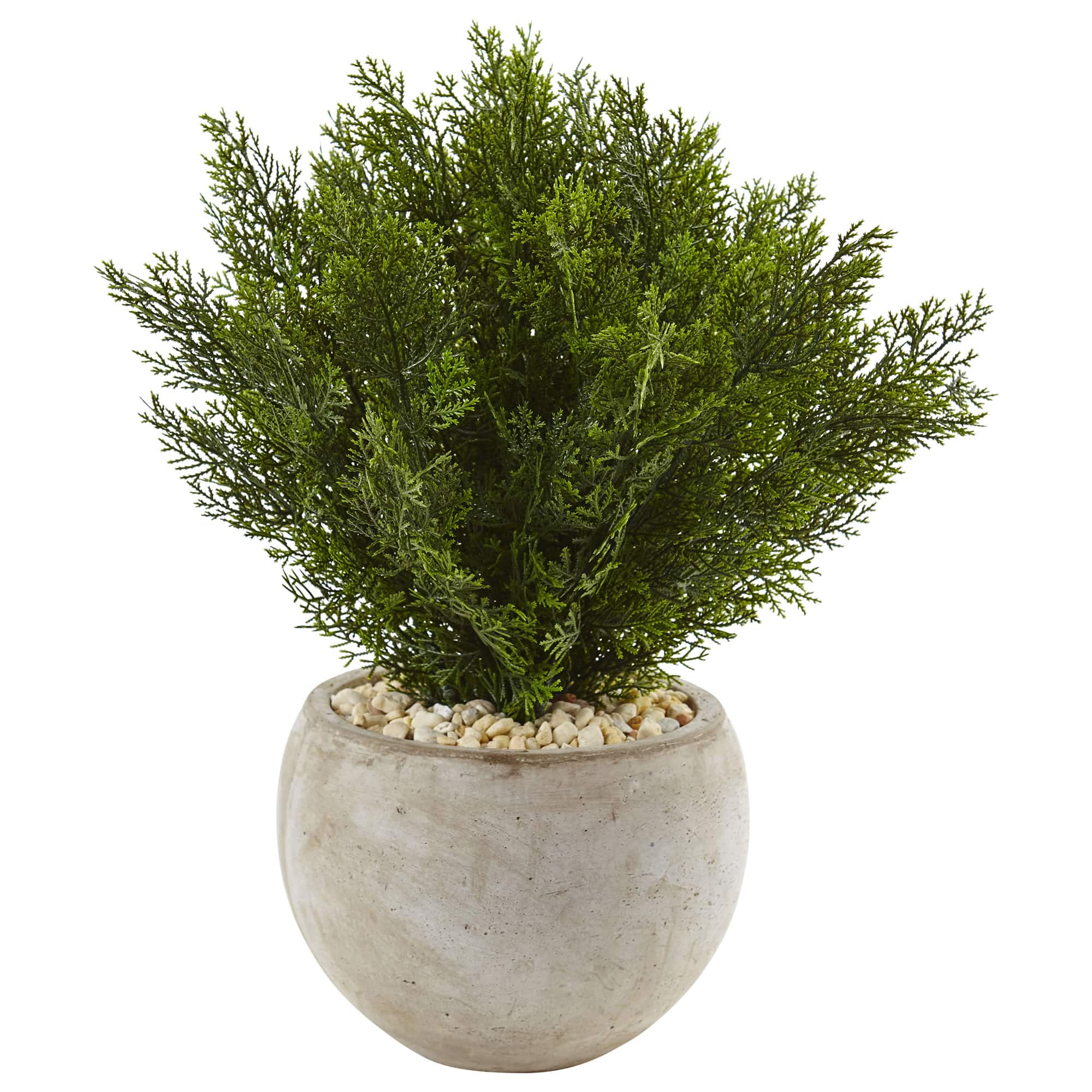 2ft. Cedar Plant in Sand Colored Bowl
