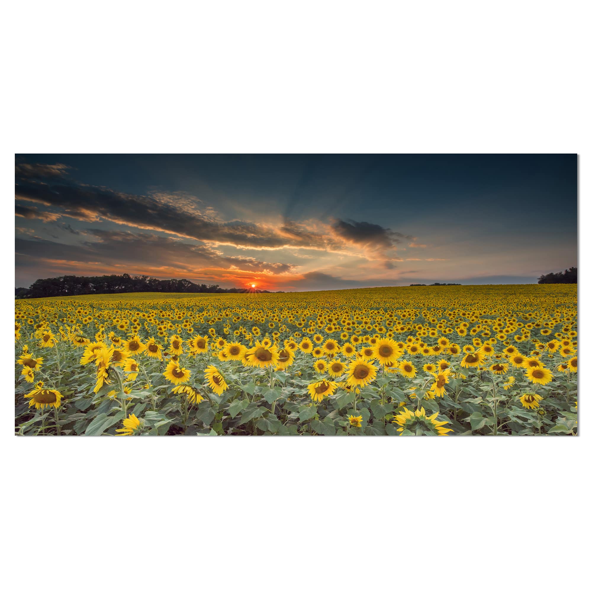 Designart - Sunflower Sunset with Cloudy Sky - Large Landscape Canvas Art