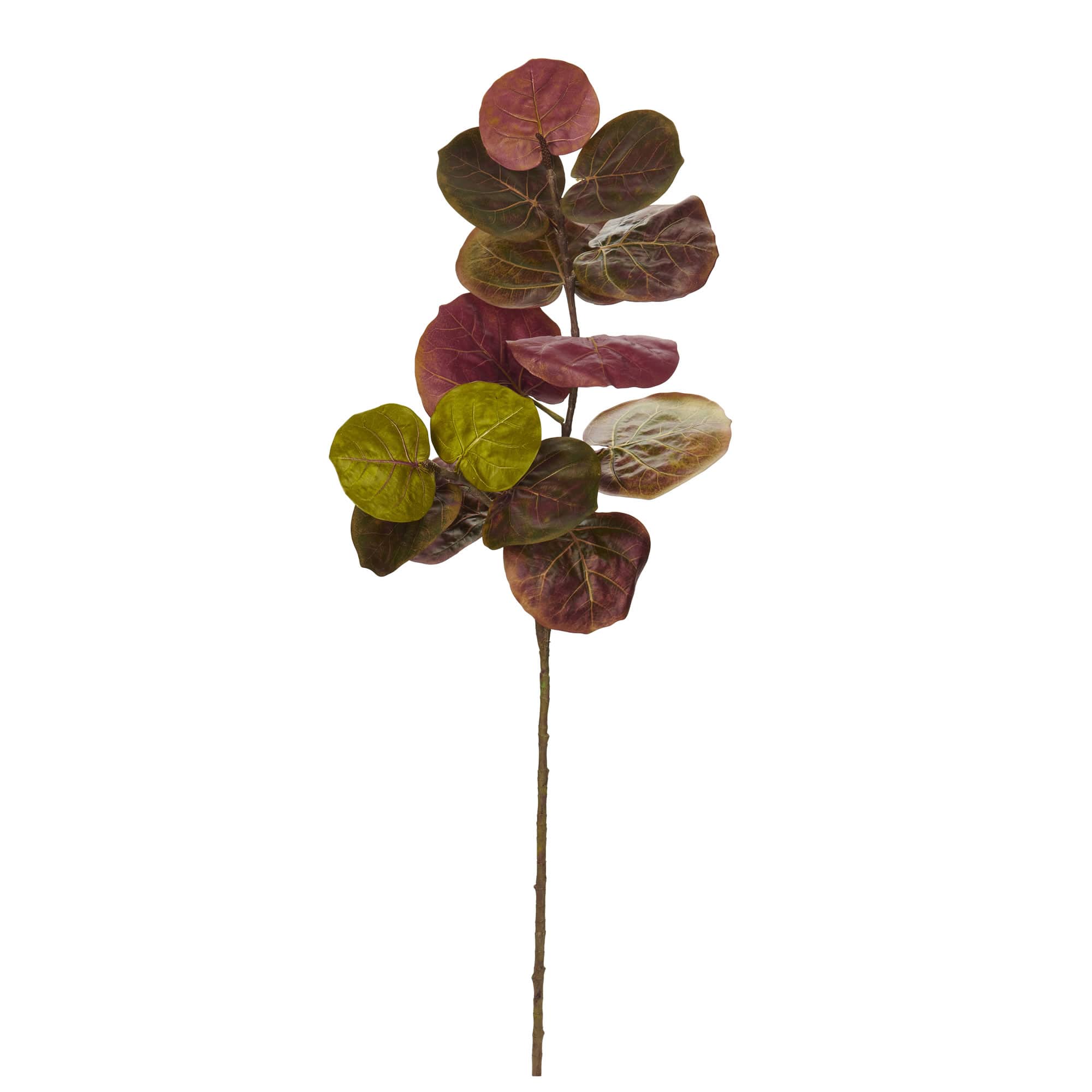 Sea Grape Stem, 6ct.