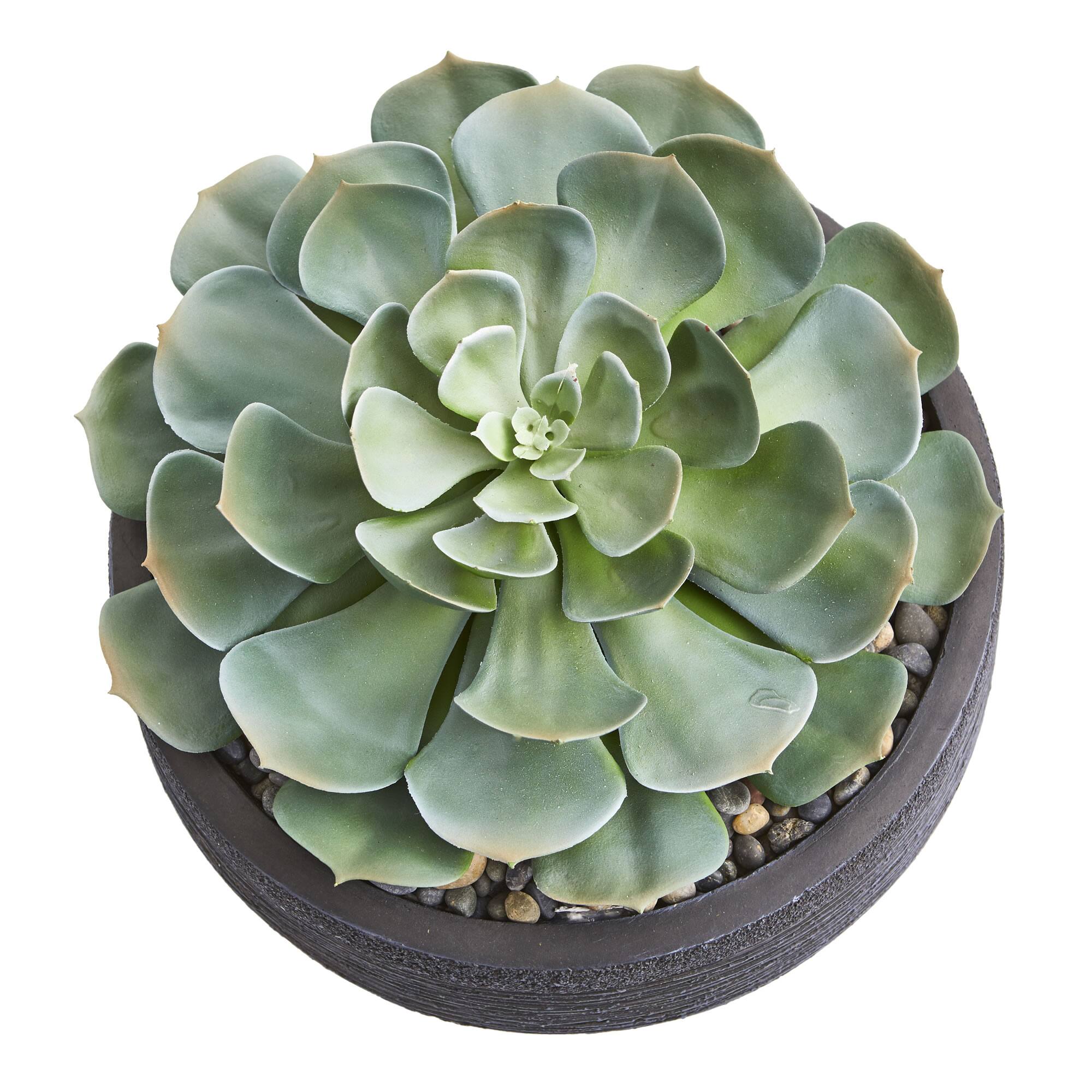 10" Giant Echeveria Succulent in Decorative Bowl