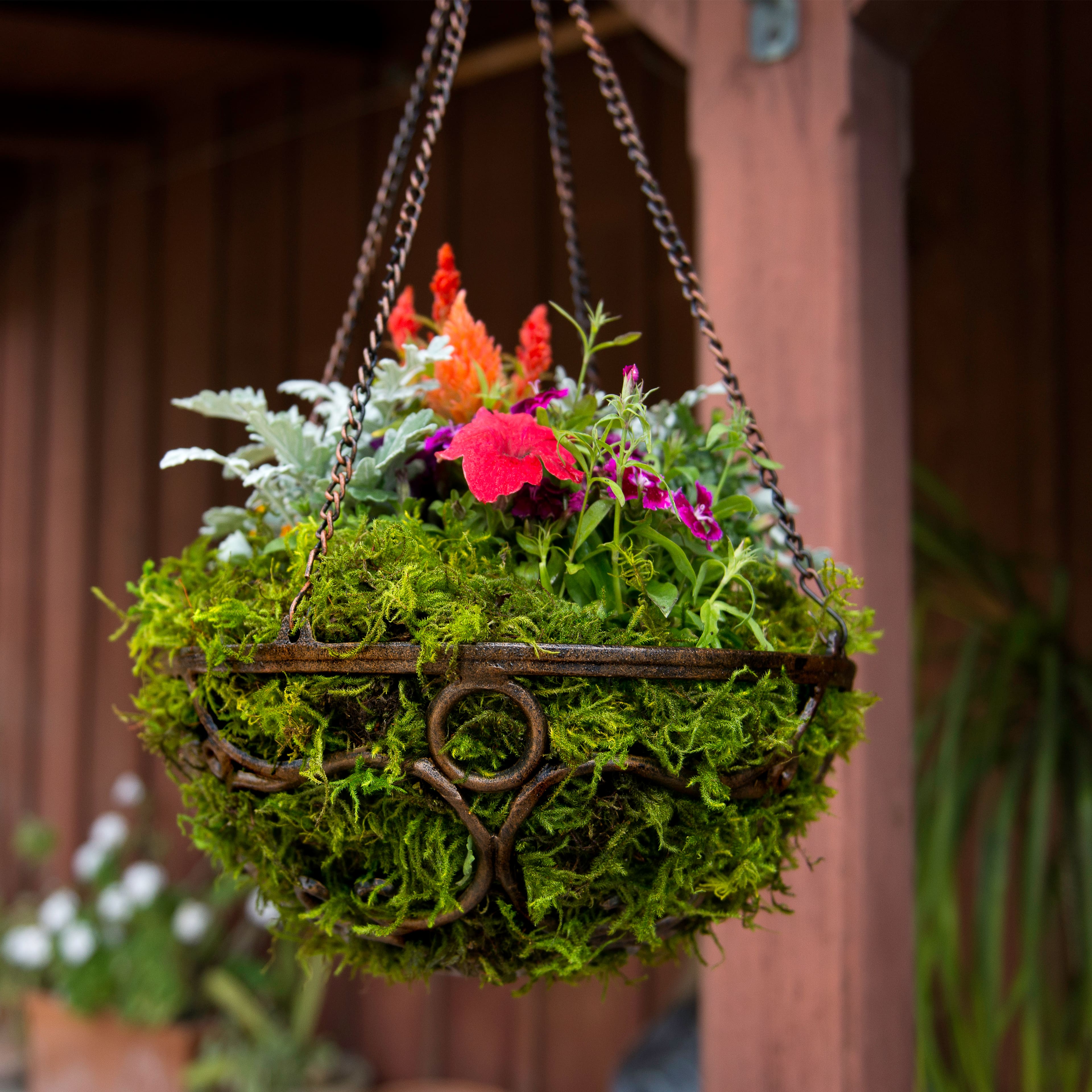 4 Pack: SuperMoss® Preserved Forest Moss