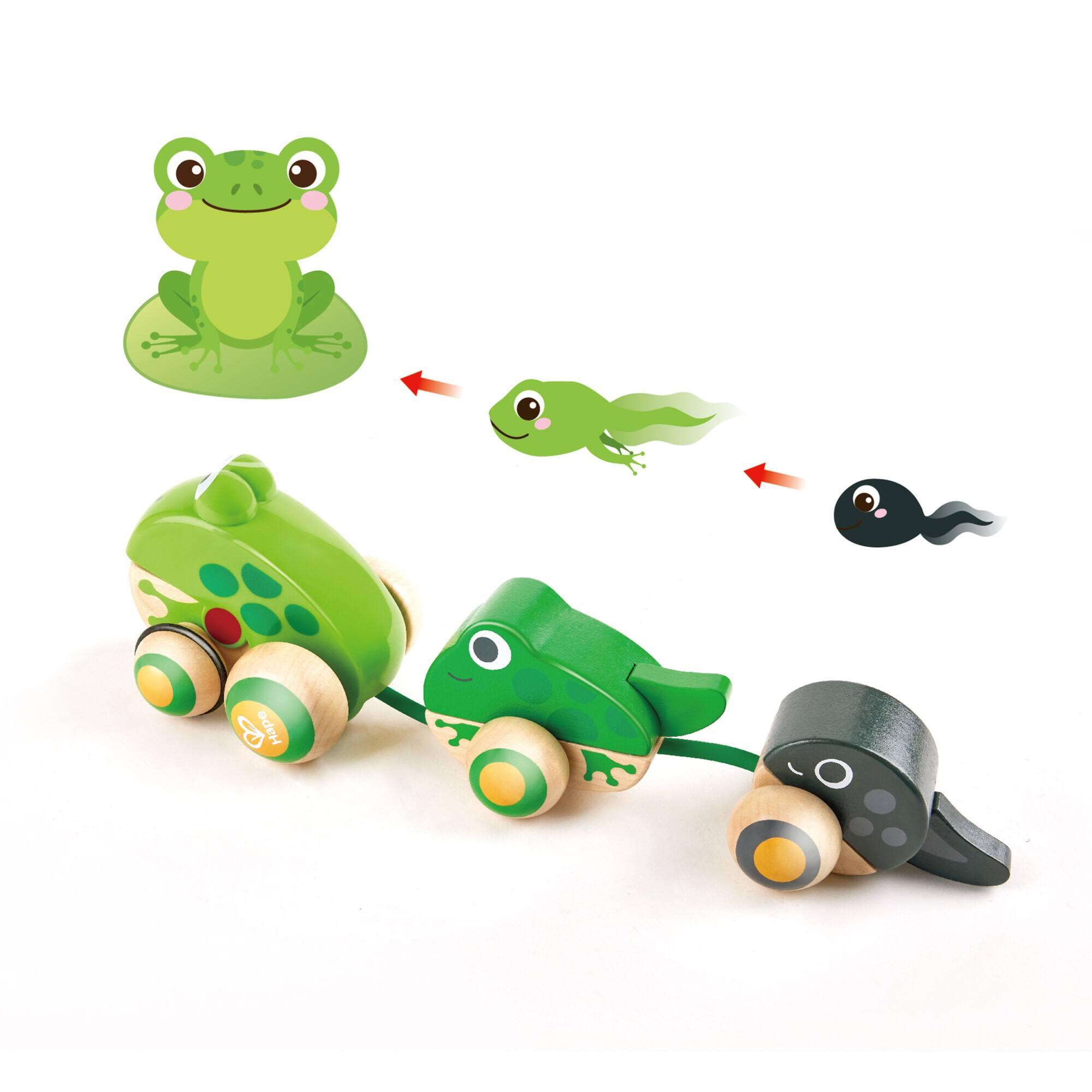 Hape Pull-Along Frog Family Wooden Toddler Toy