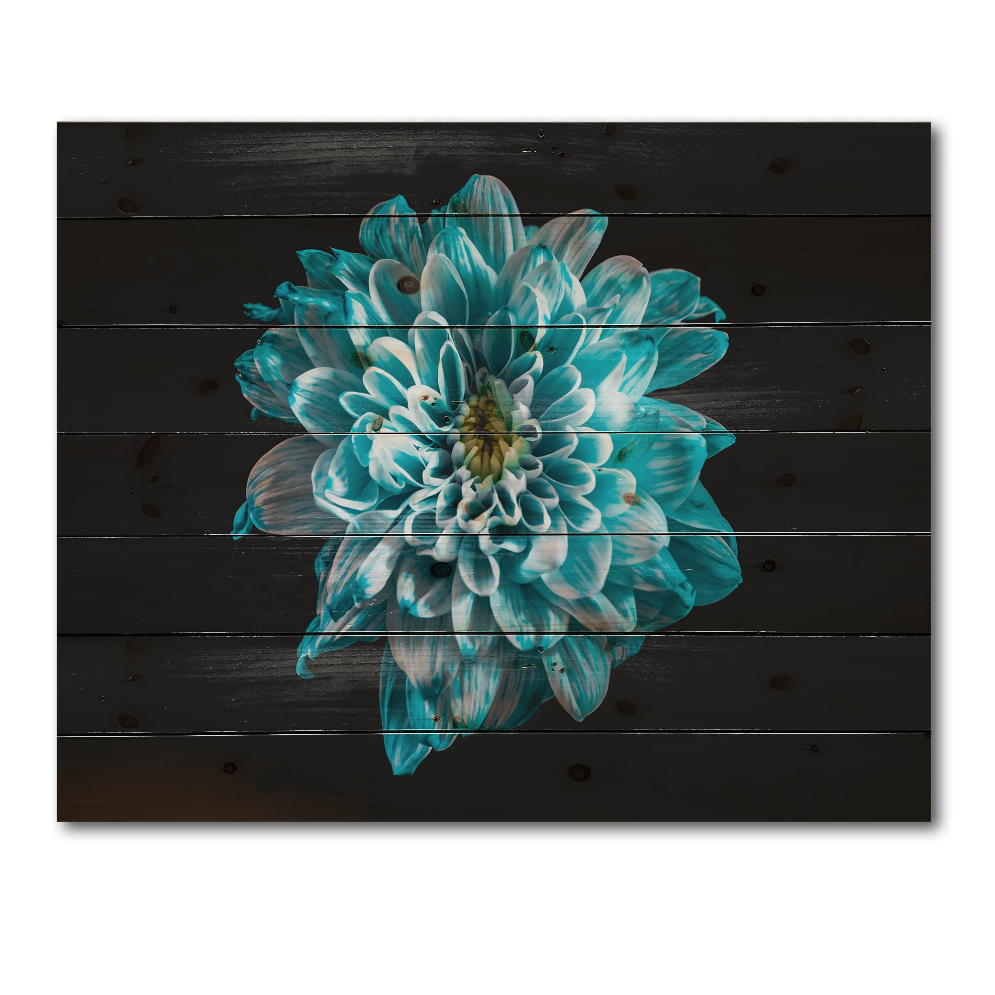 Designart - Close Up Of Flower With Blue and White Petals - Traditional Print on Natural Pine Wood
