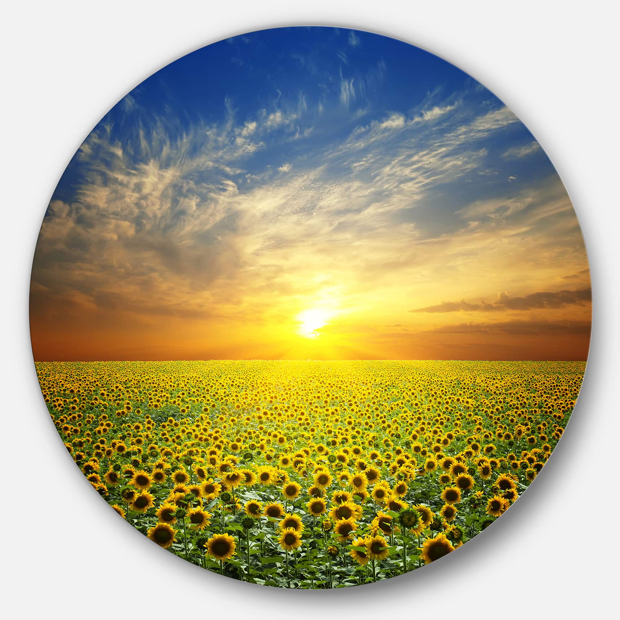 Designart - Beauty Sunset over Sunflowers Field' Disc Floral Metal Circle Wall Art