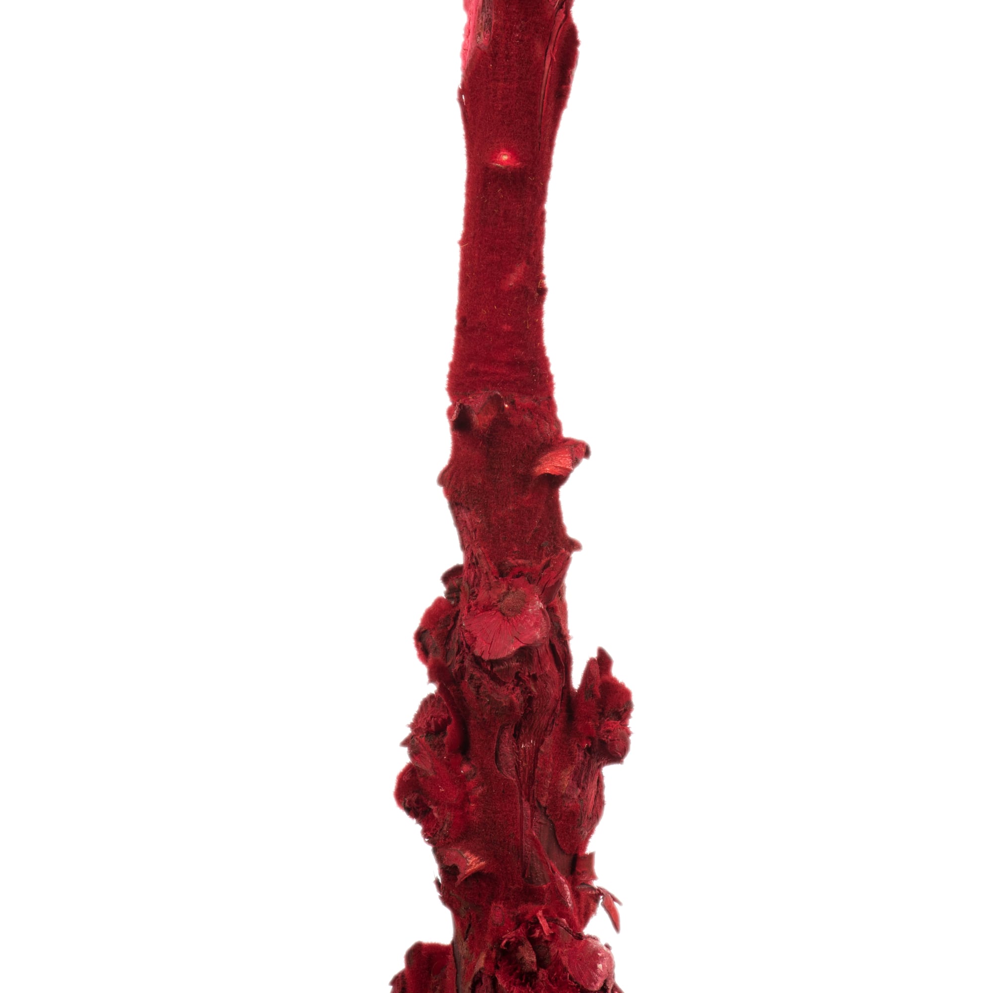 Dried Red Queen Flower Stem