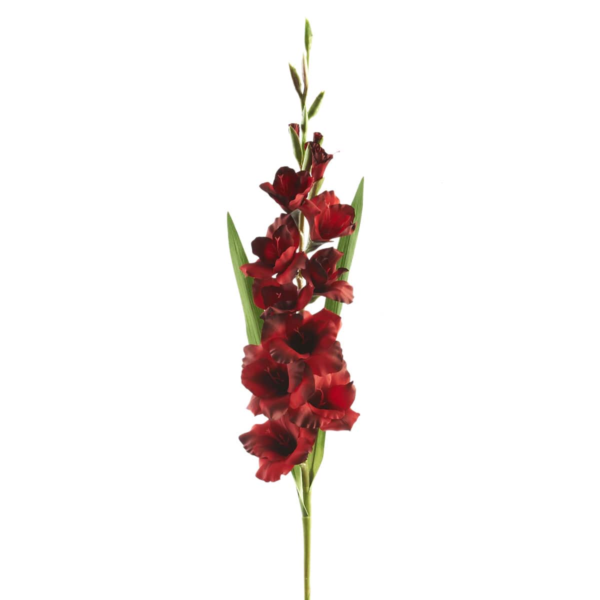 dark red gladiolus