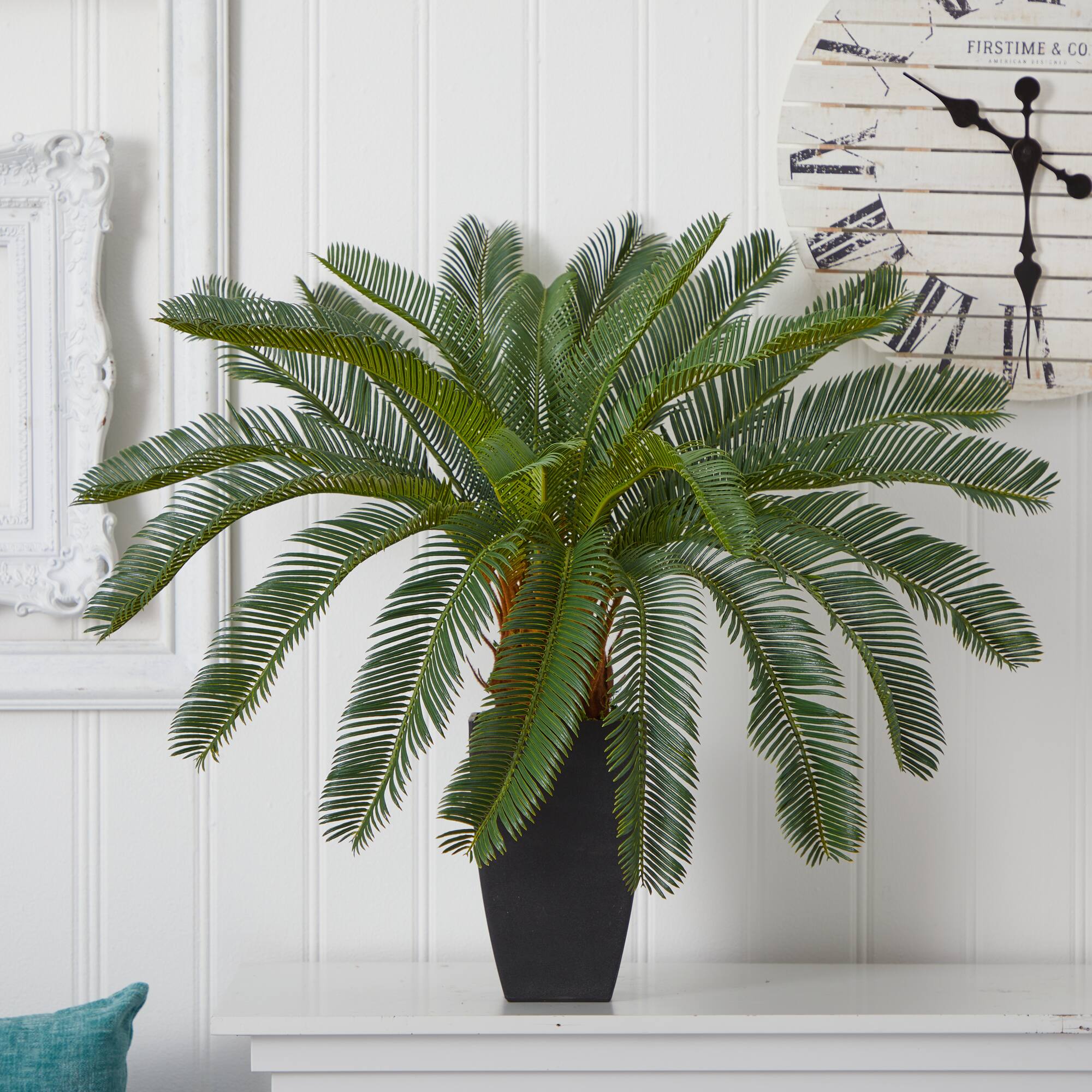 2.5ft. Cycas In Black Planter