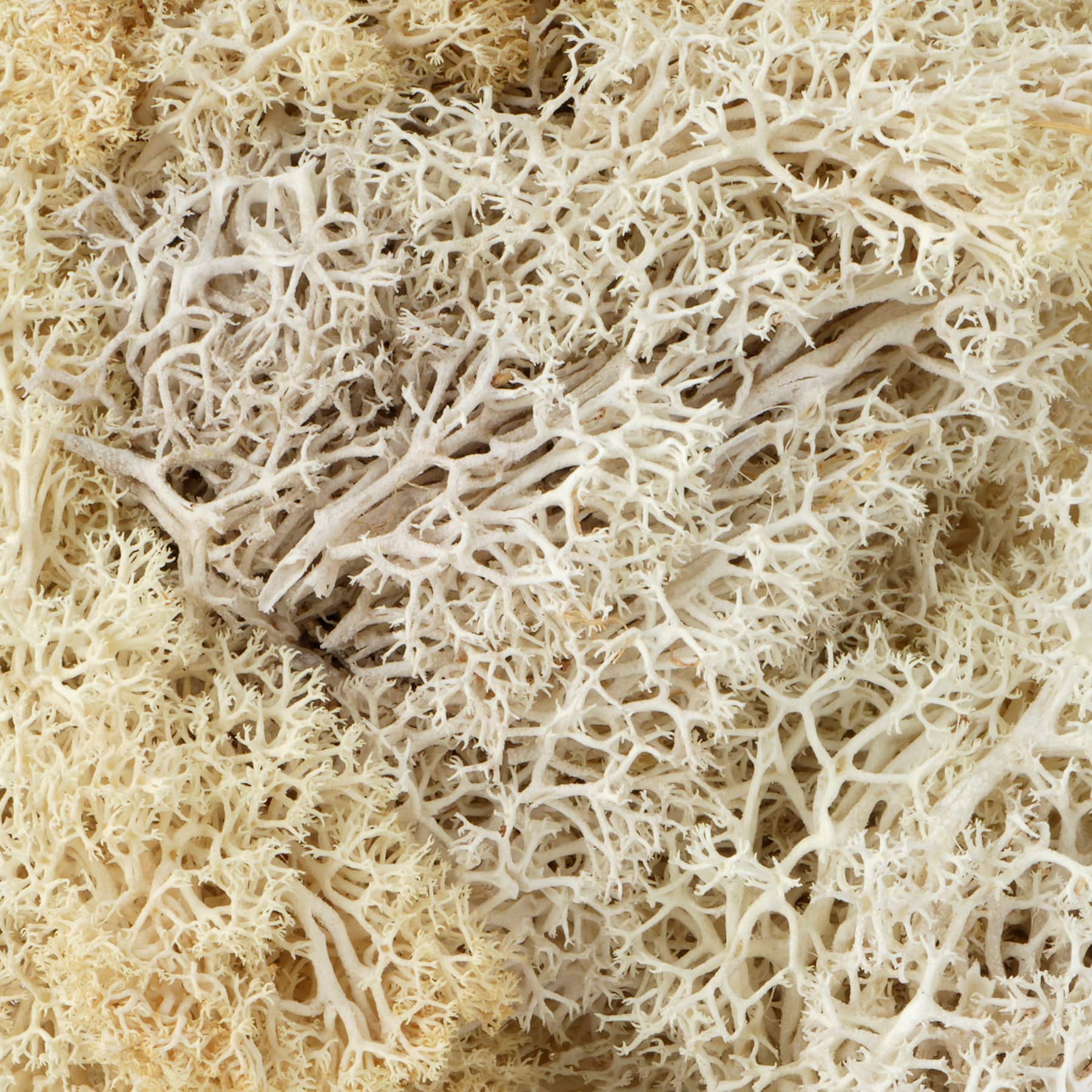 1.75oz. Moss by Ashland&#xAE;