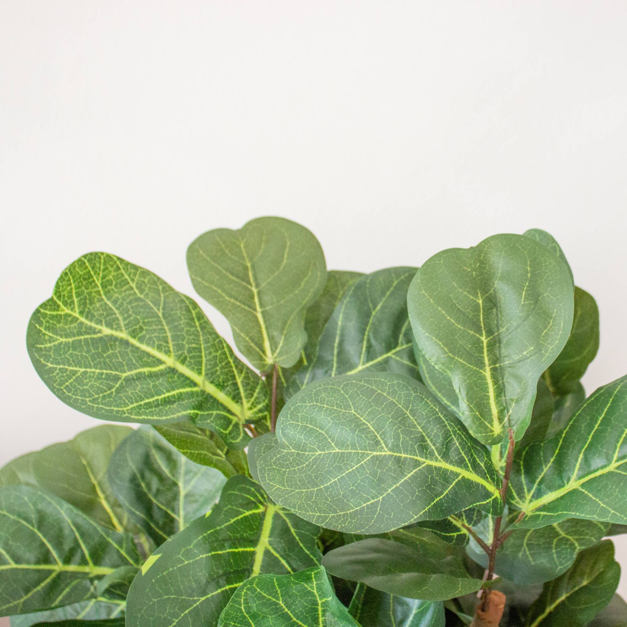 5ft. Potted Fiddle Leaf Fig Tree Michaels