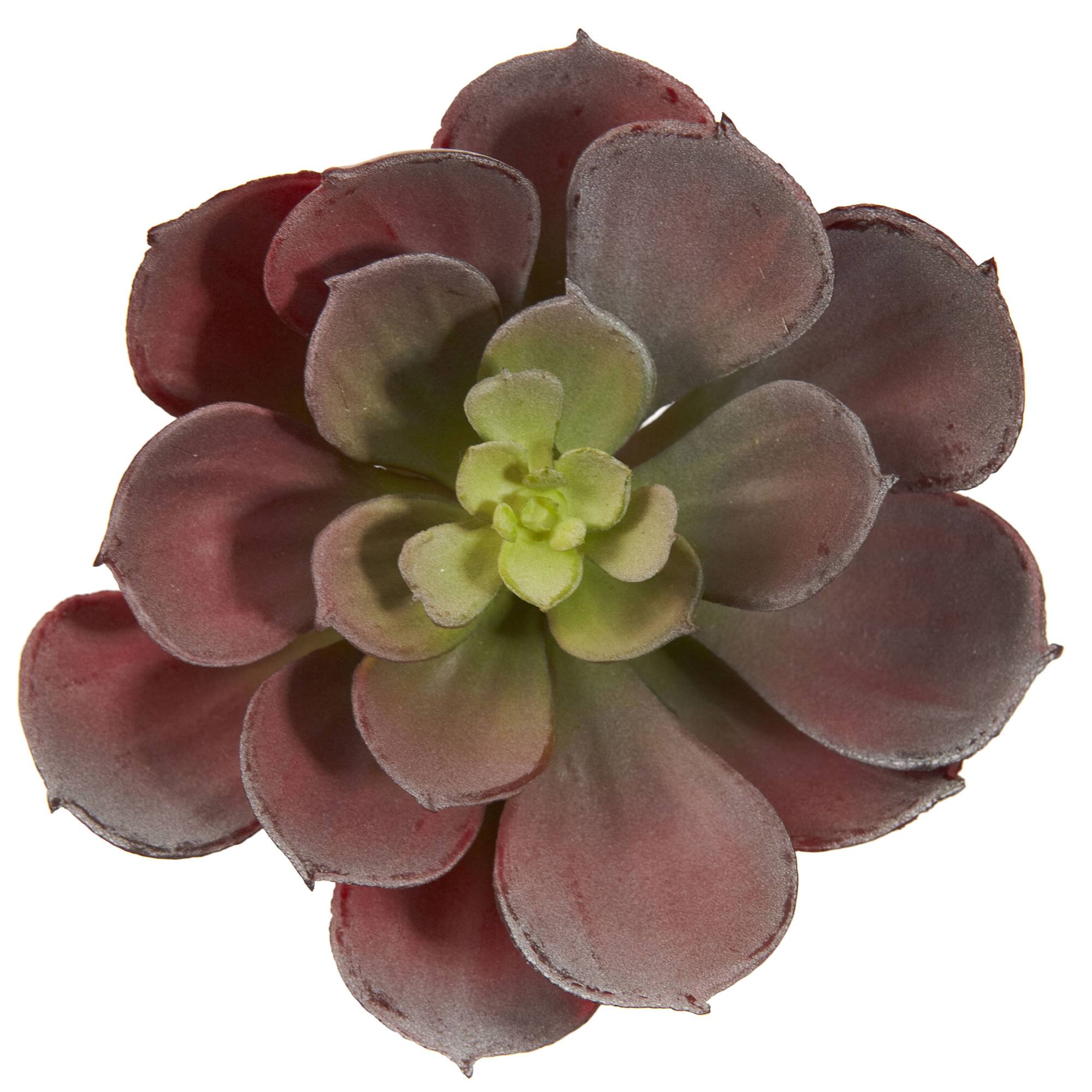 Green &#x26; Burgundy Echeveria Succulent, 12ct.