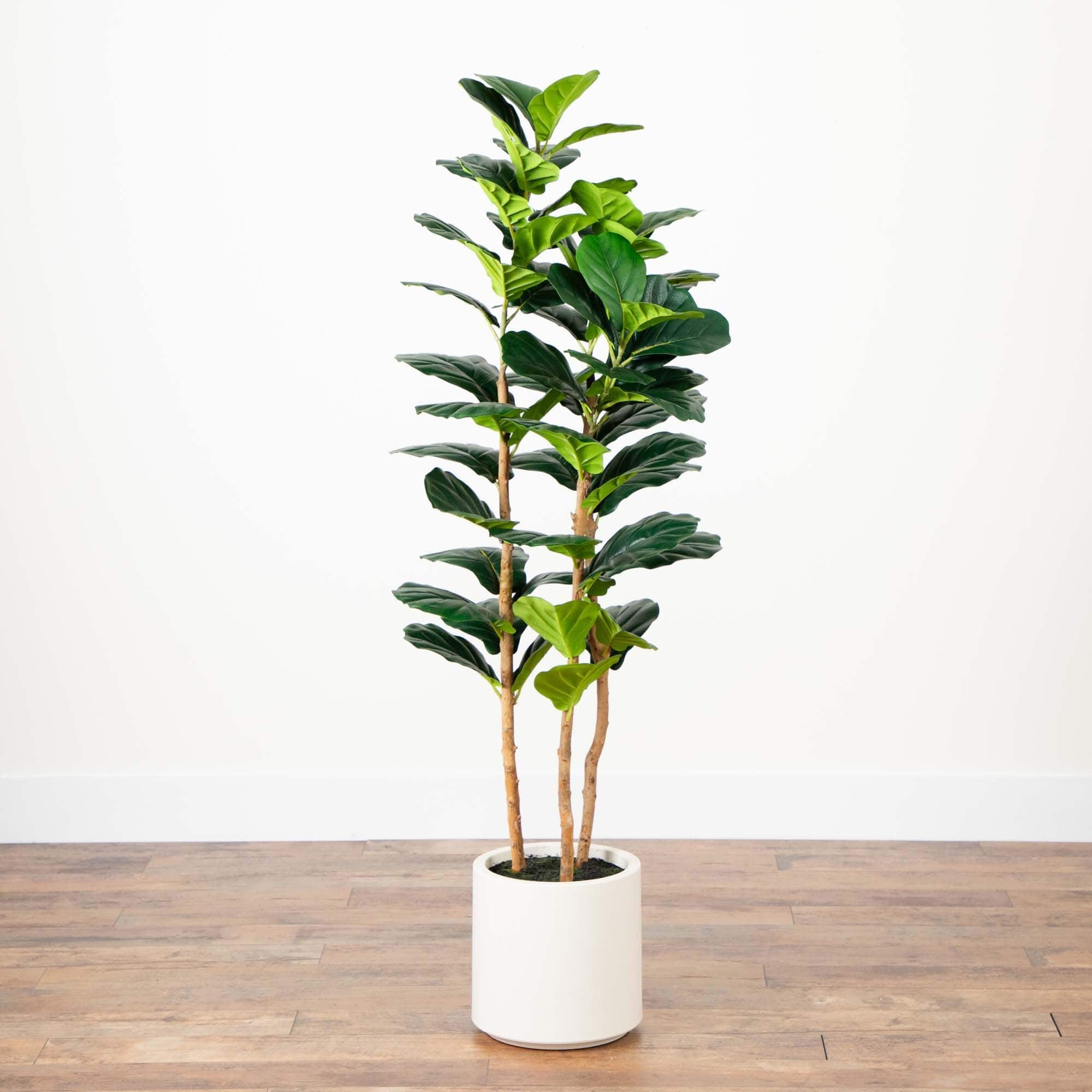 5ft. Fiddle Leaf Tree in Decorative White Planter