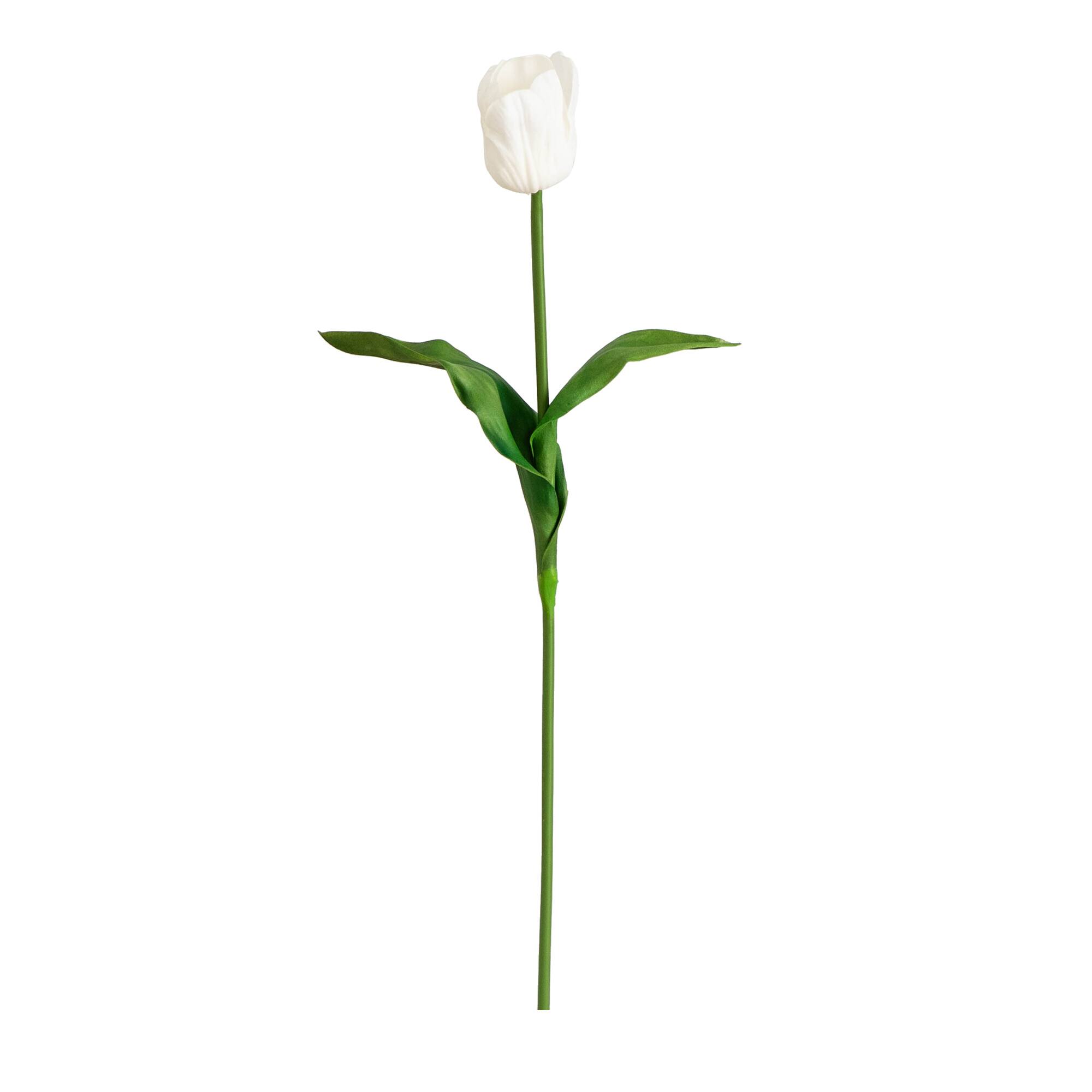 【stinaスティナ】レオタードtypeＩdrop / tulip×whiteＳ Verona | Rotteveel Bulb Company