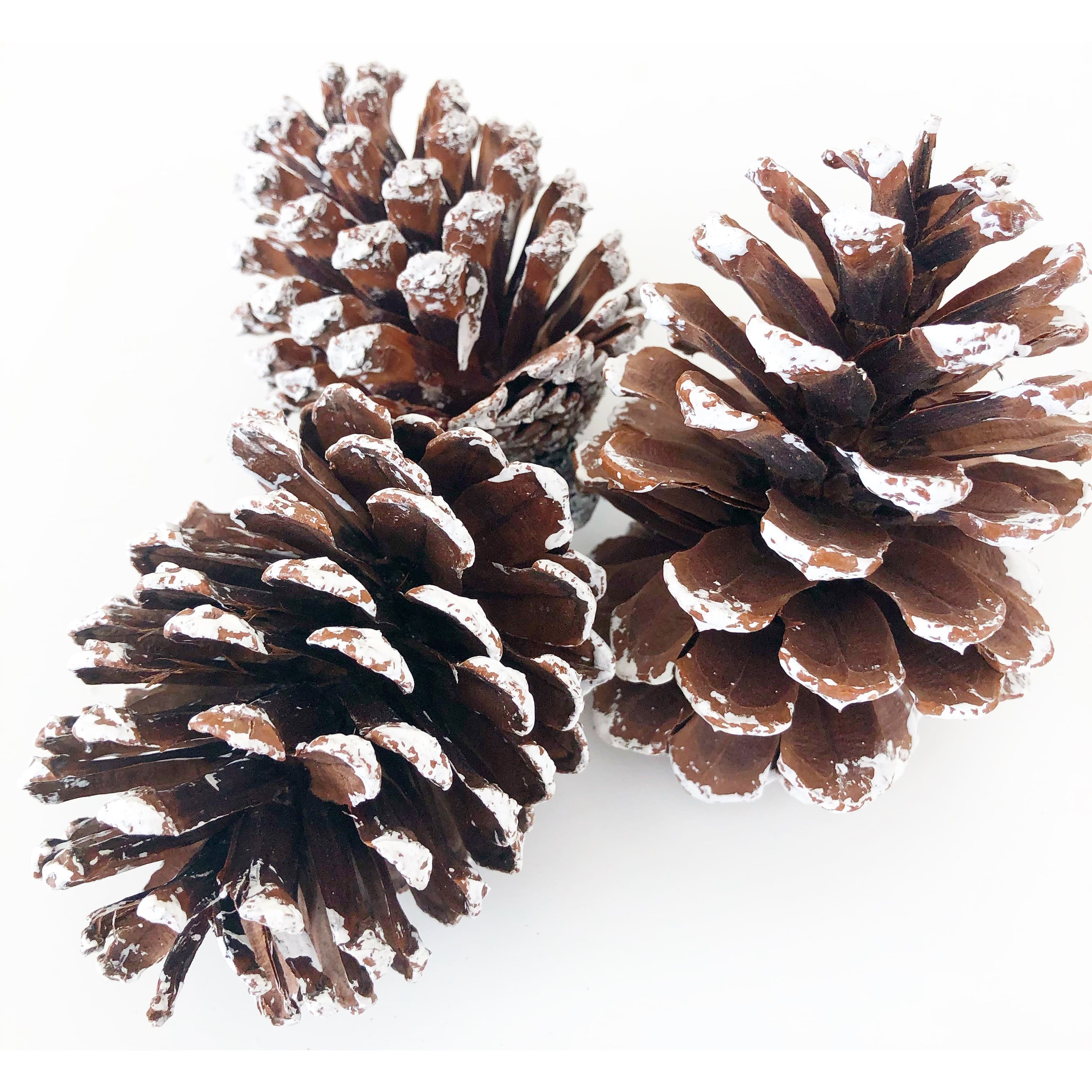 How to Make Frosted Pinecones 