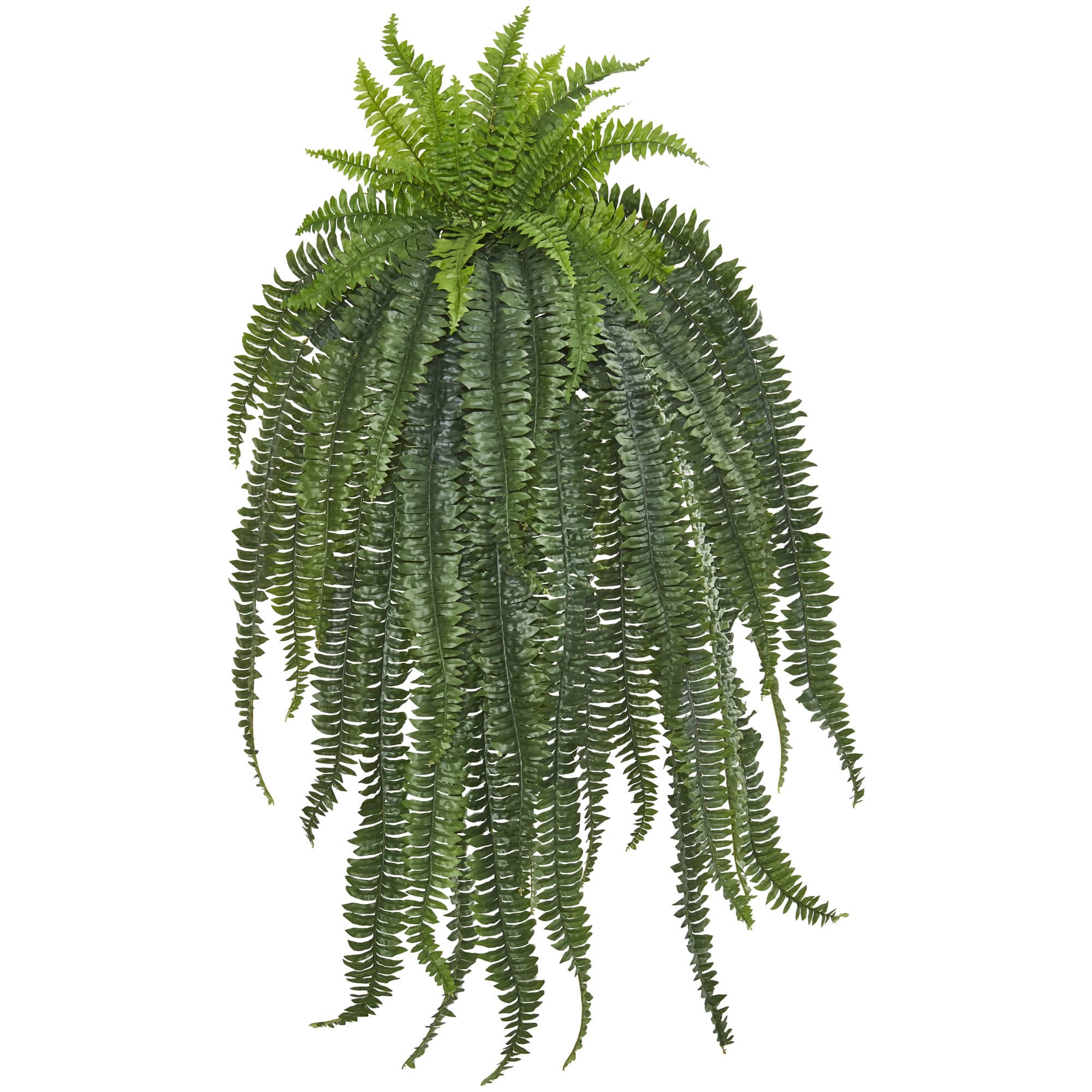 5ft. Boston Fern Hanging Plant
