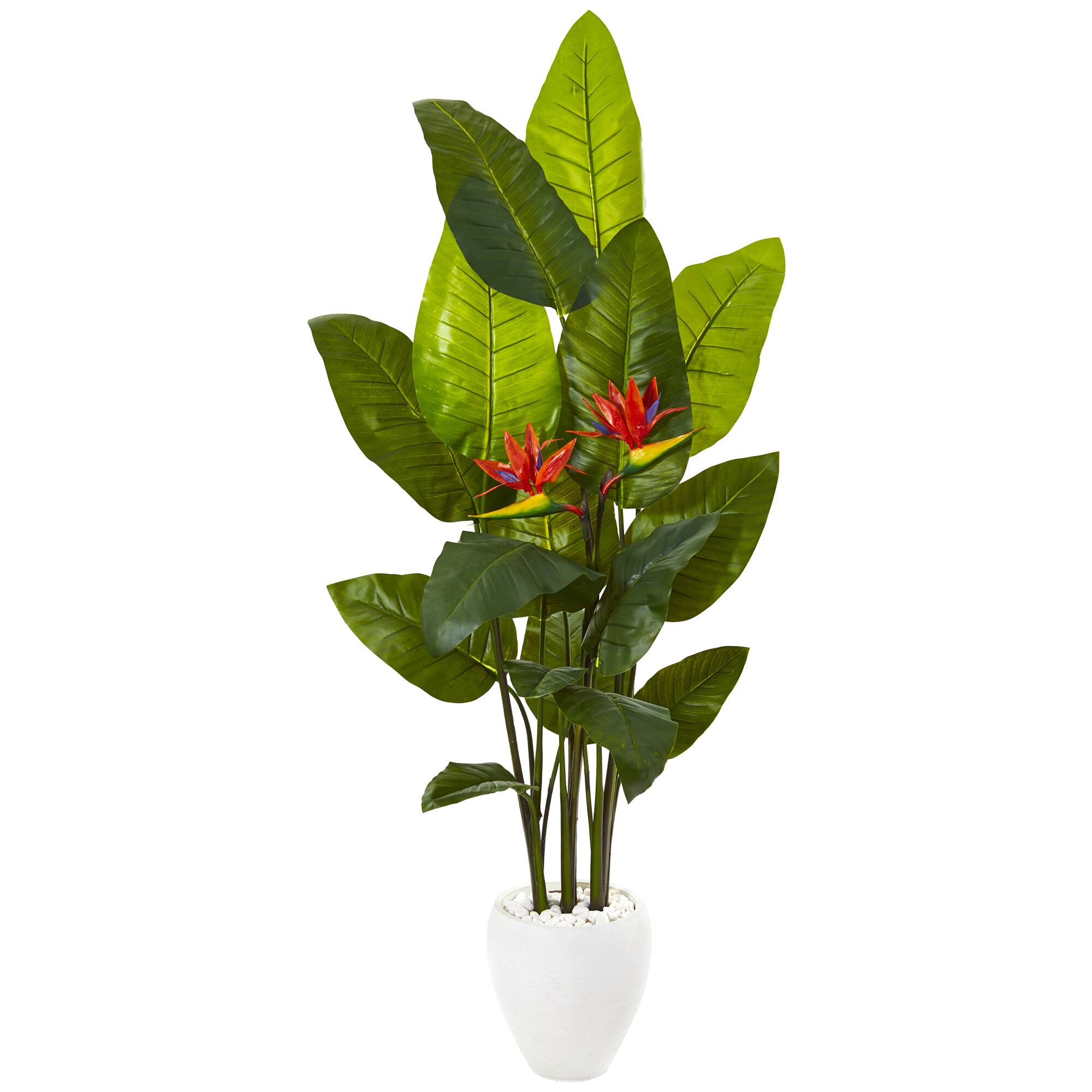 5.8ft. Bird of Paradise Plant in White Planter