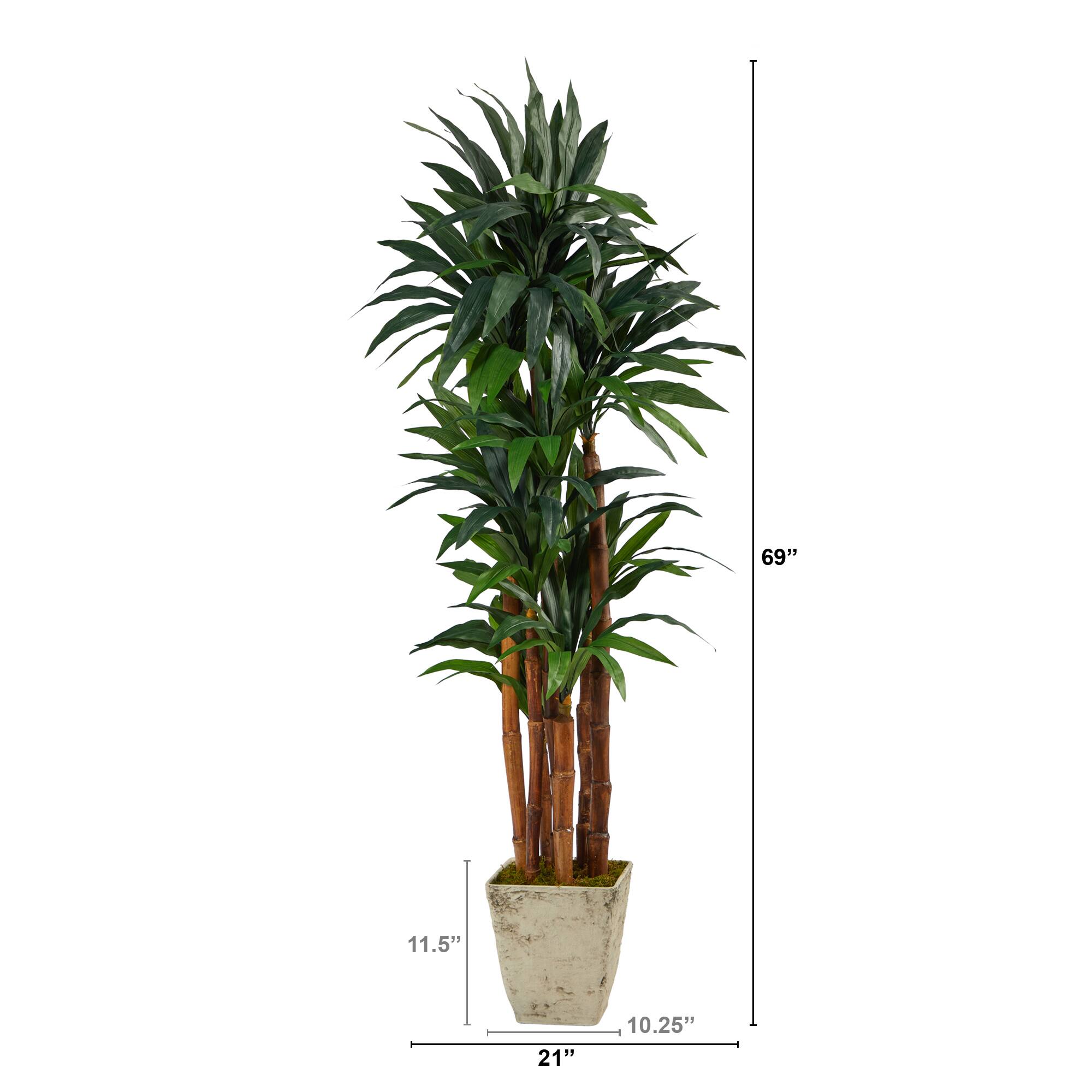 5.5ft. Dracaena Tree in Country White Planter