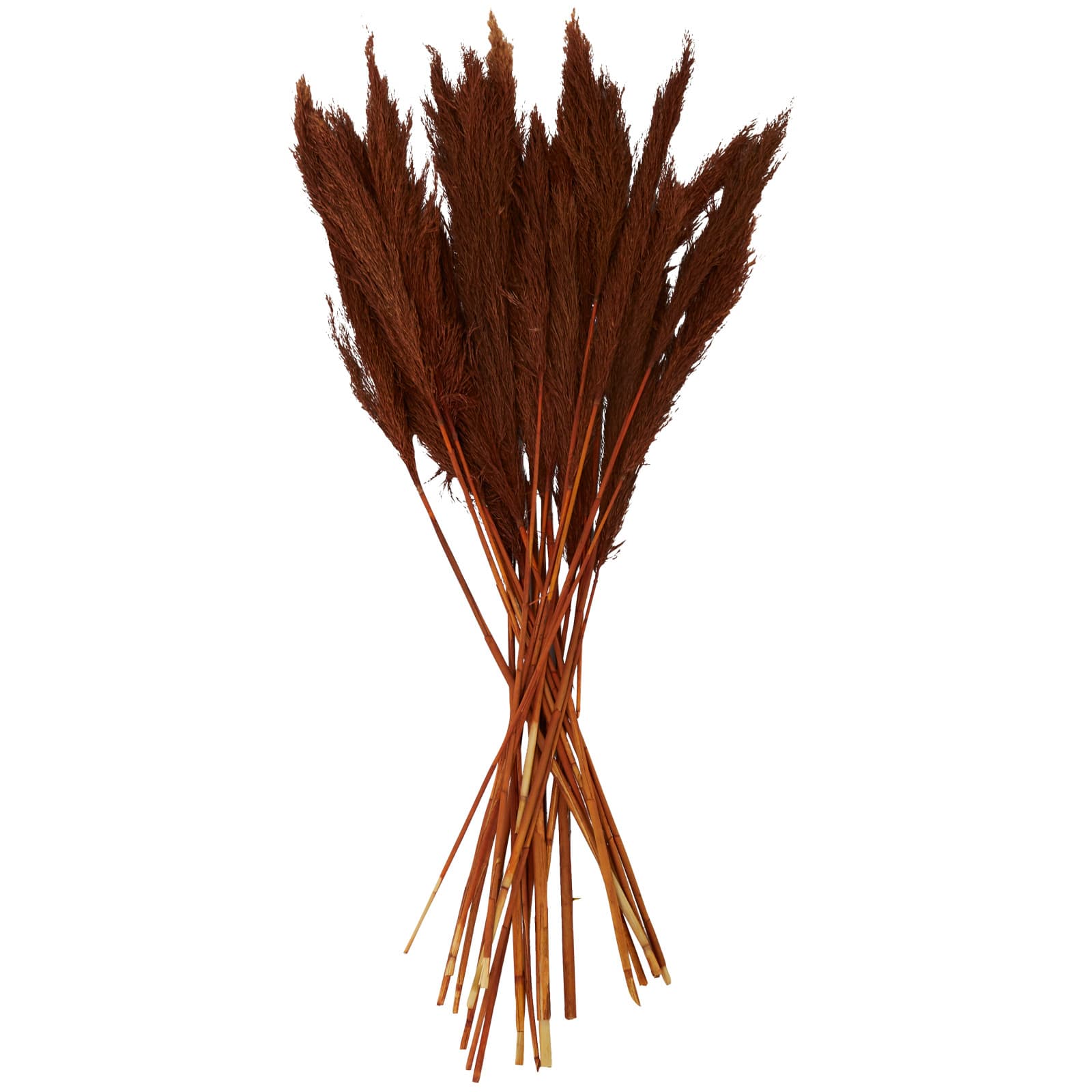 Dried Plant Bamboo Natural Foliage with Long Stems