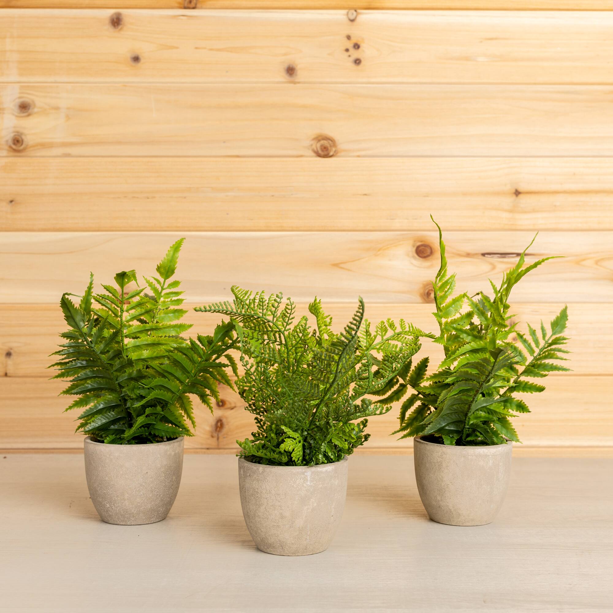 11" Potted Fern Plant Set
