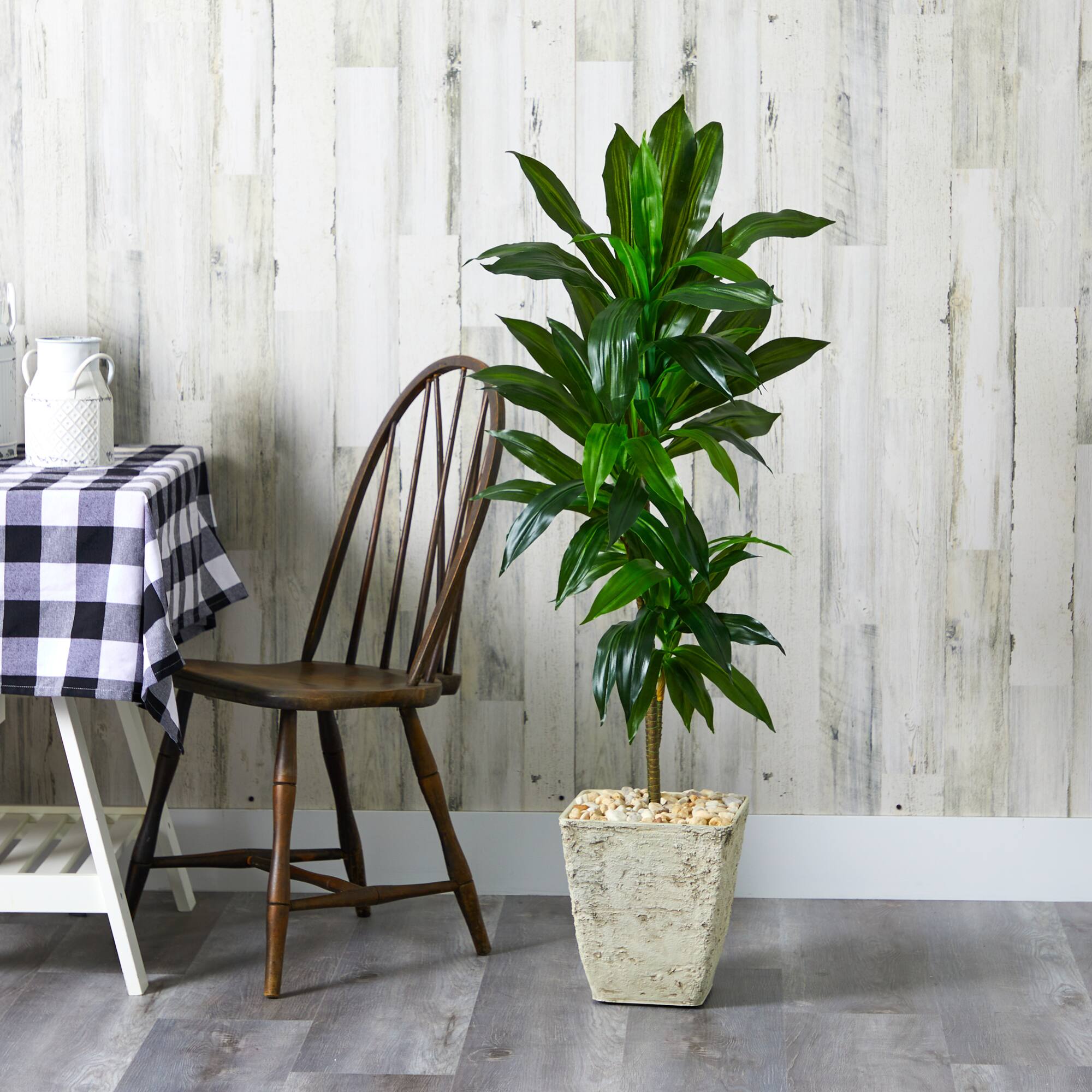 4ft. Dracaena Plant in Country White Planter