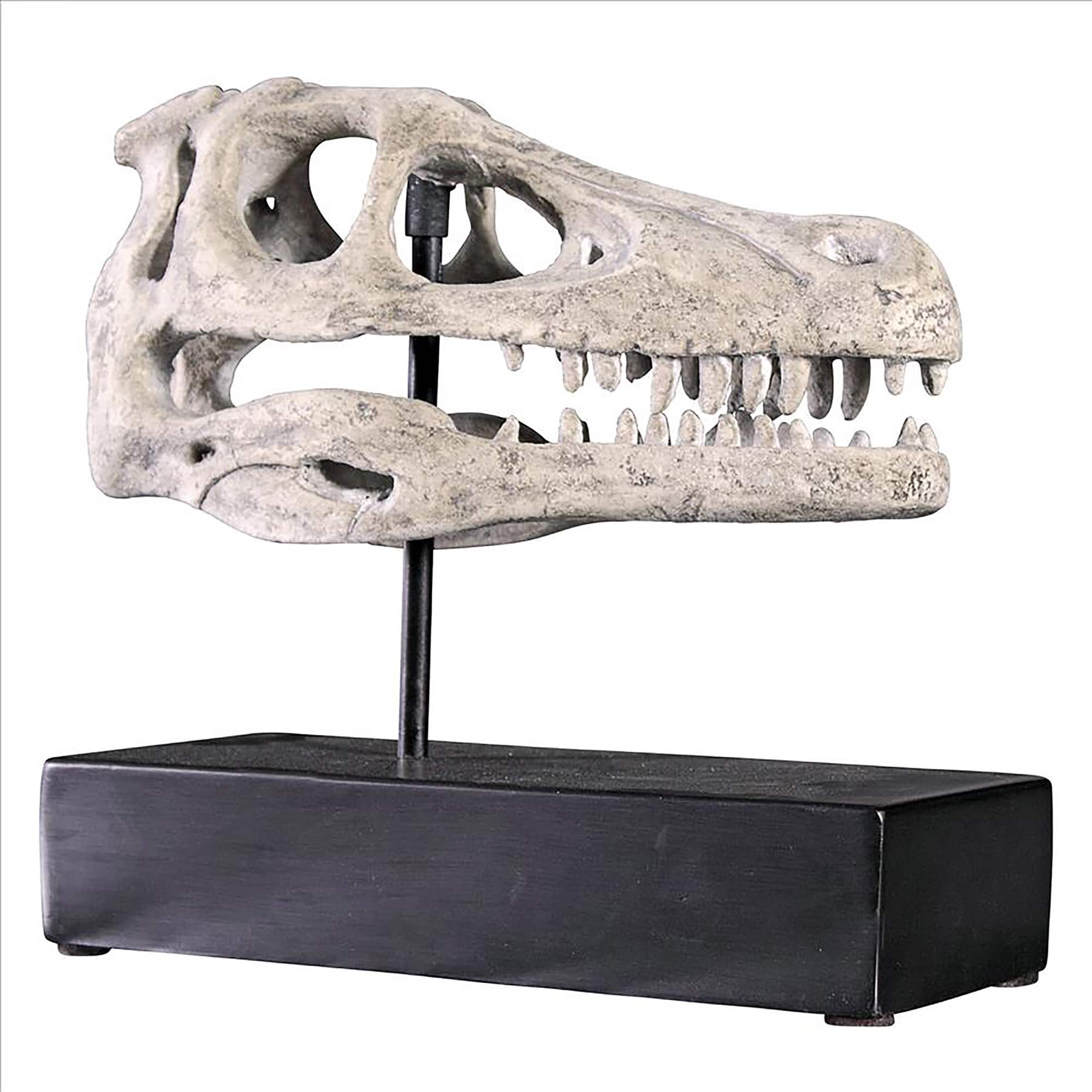 Design Toscano 10.5&#x22; Velociraptor Dinosaur Skull Fossil Replica Statue