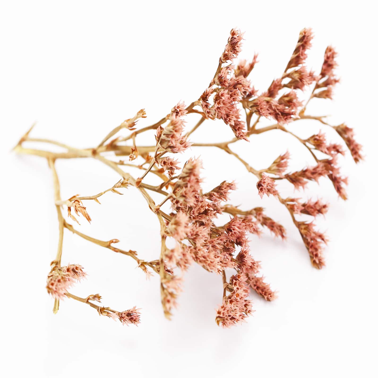 Lavender Statice Decorative Naturals by Ashland&#xAE;
