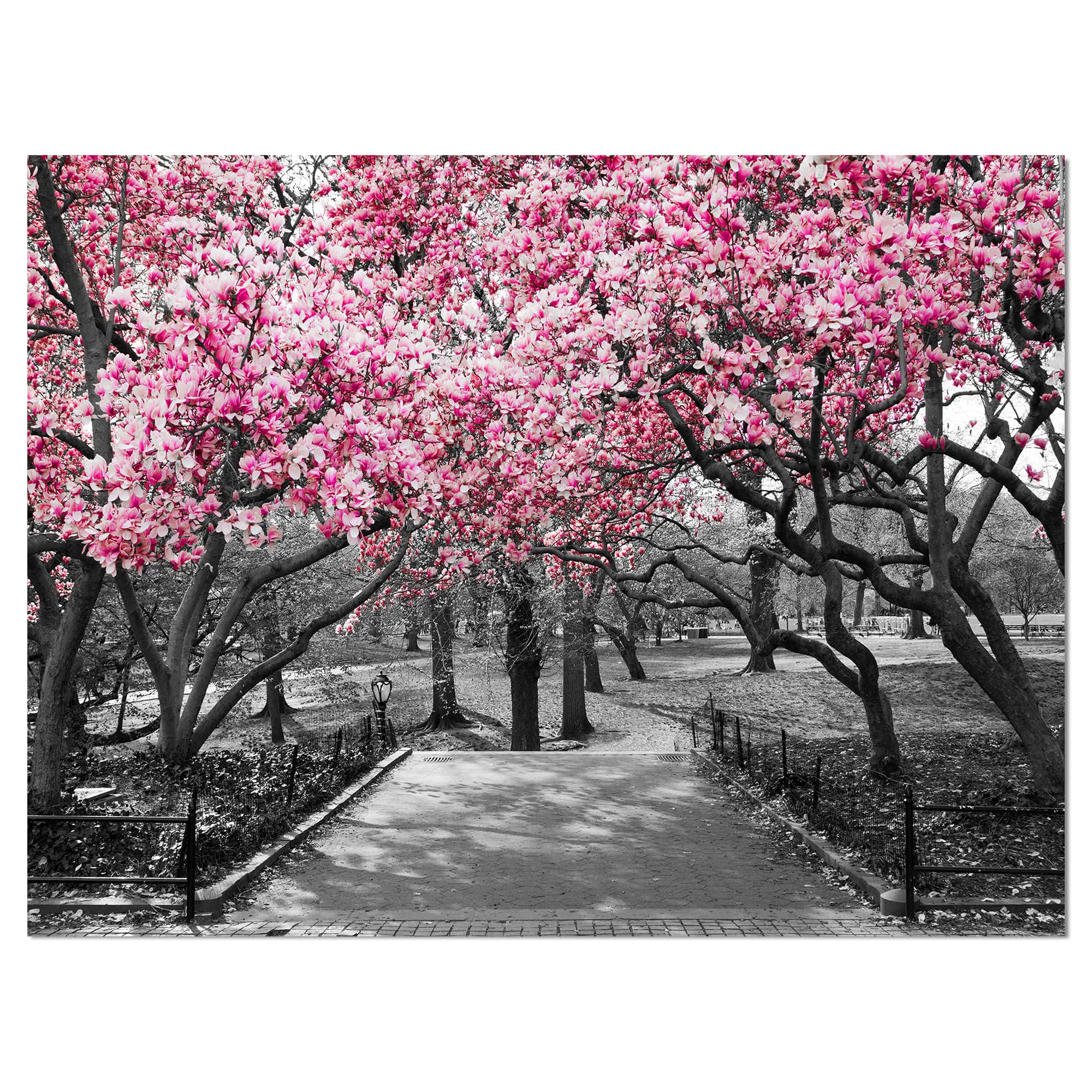Designart - Cherry Blossoms - Landscapes Floral Photographic on wrapped Canvas