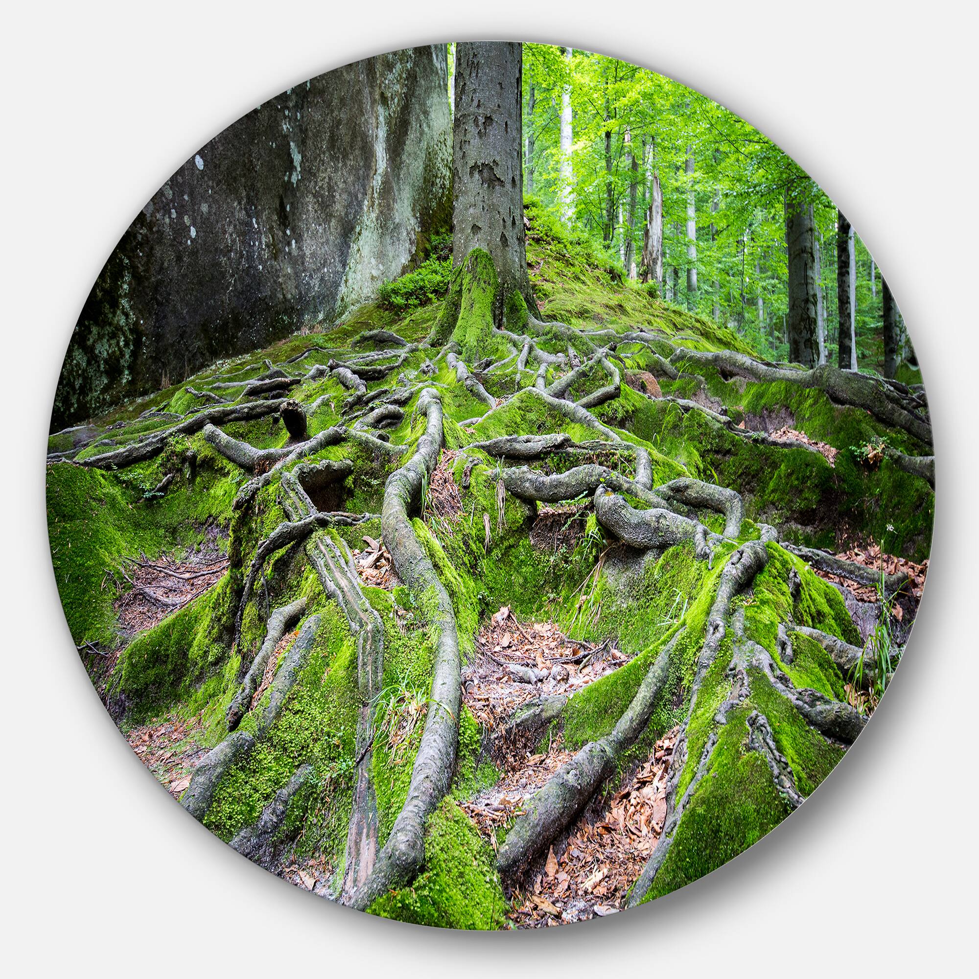 Designart - Deep Moss Forest in Ukraine' Landscape Metal Circle Wall Art