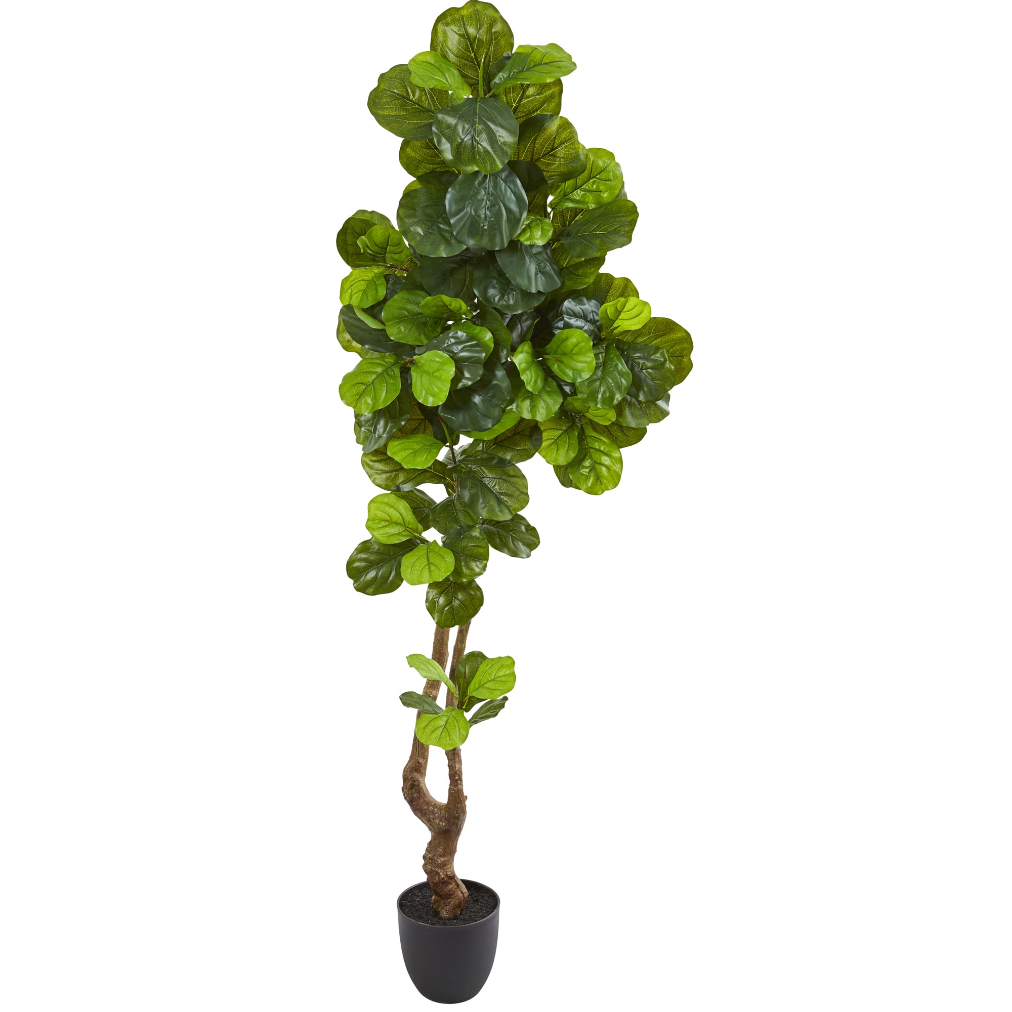 6.5ft. Potted Fiddle Leaf Tree
