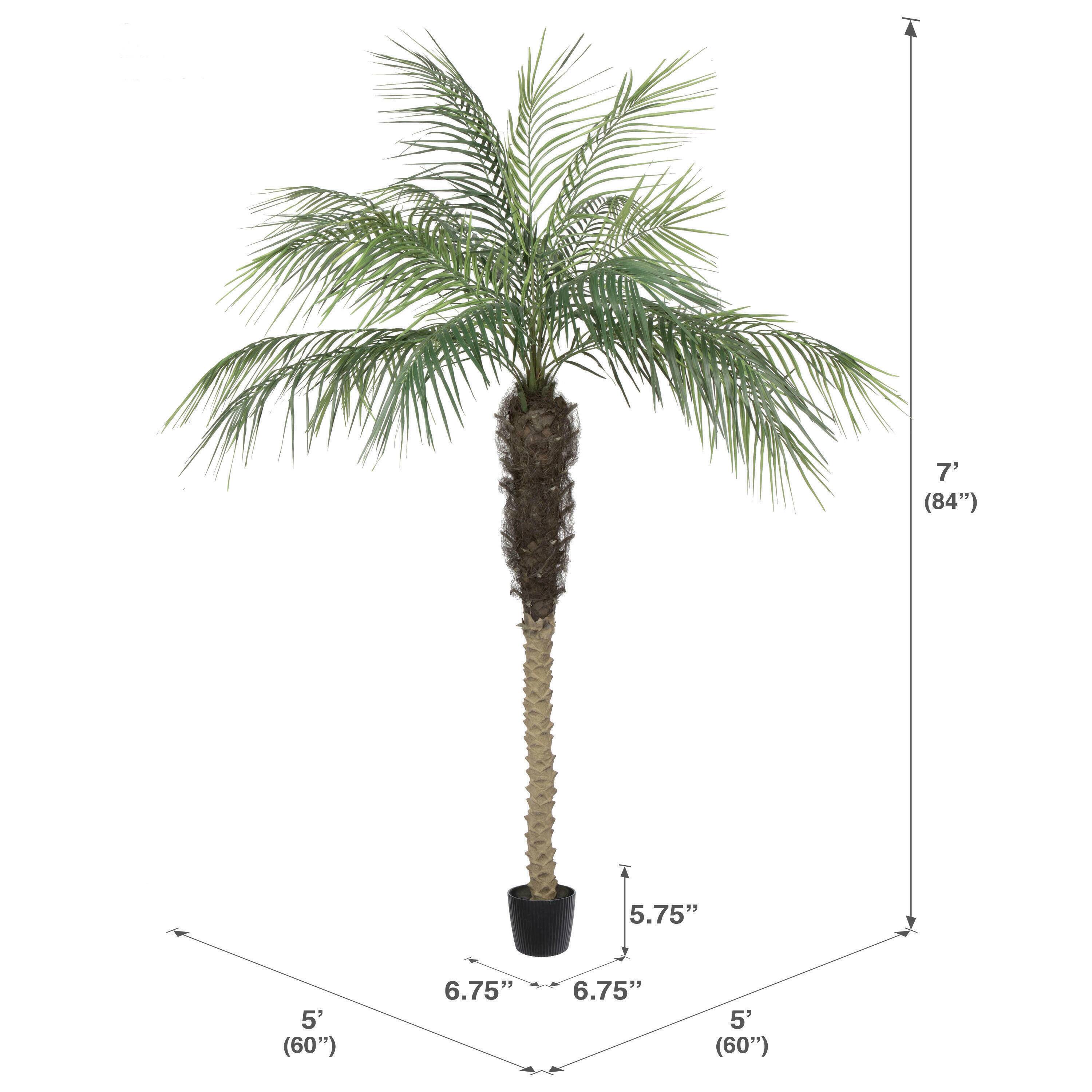 7ft. Potted Phoenix Palm Tree