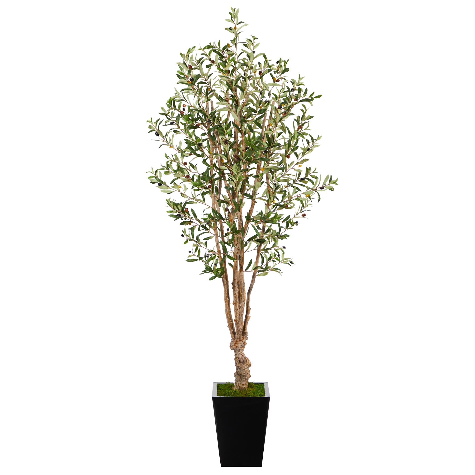 6.5ft. Olive Tree in Black Metal Planter