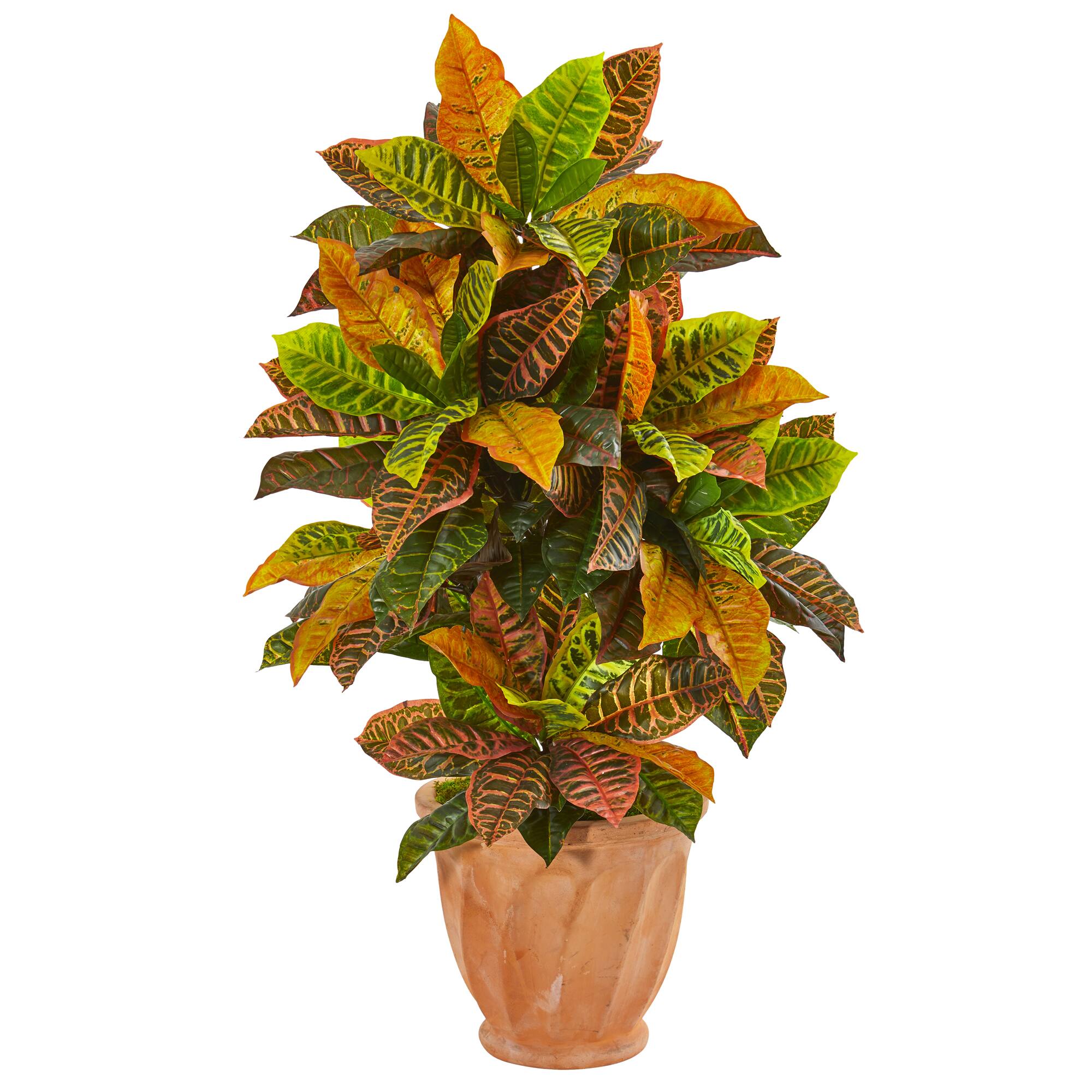 3.5ft. Croton Plant in Terra Cotta Planter | Michaels